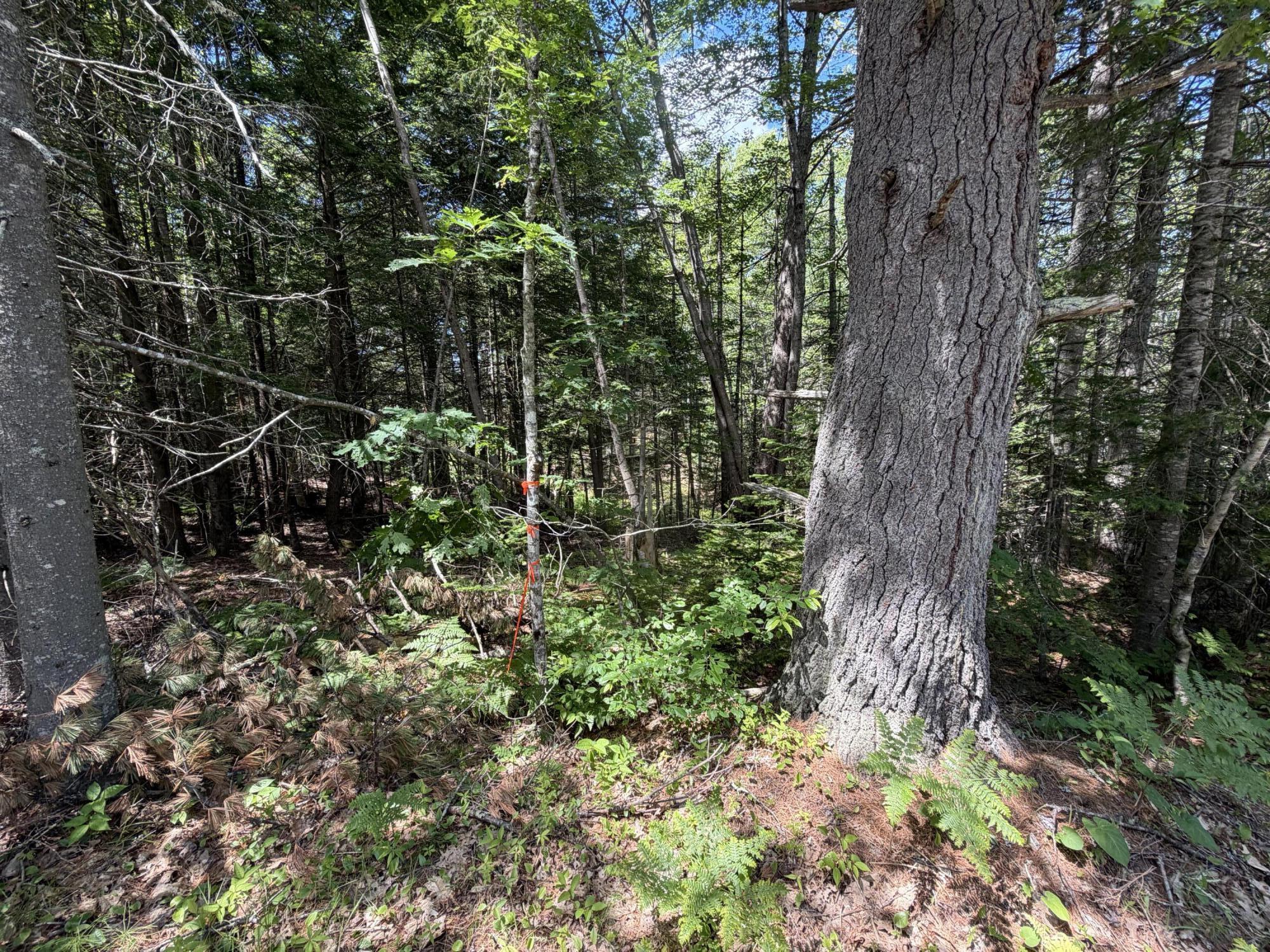 Lot R05129 Polly Clark Brook
