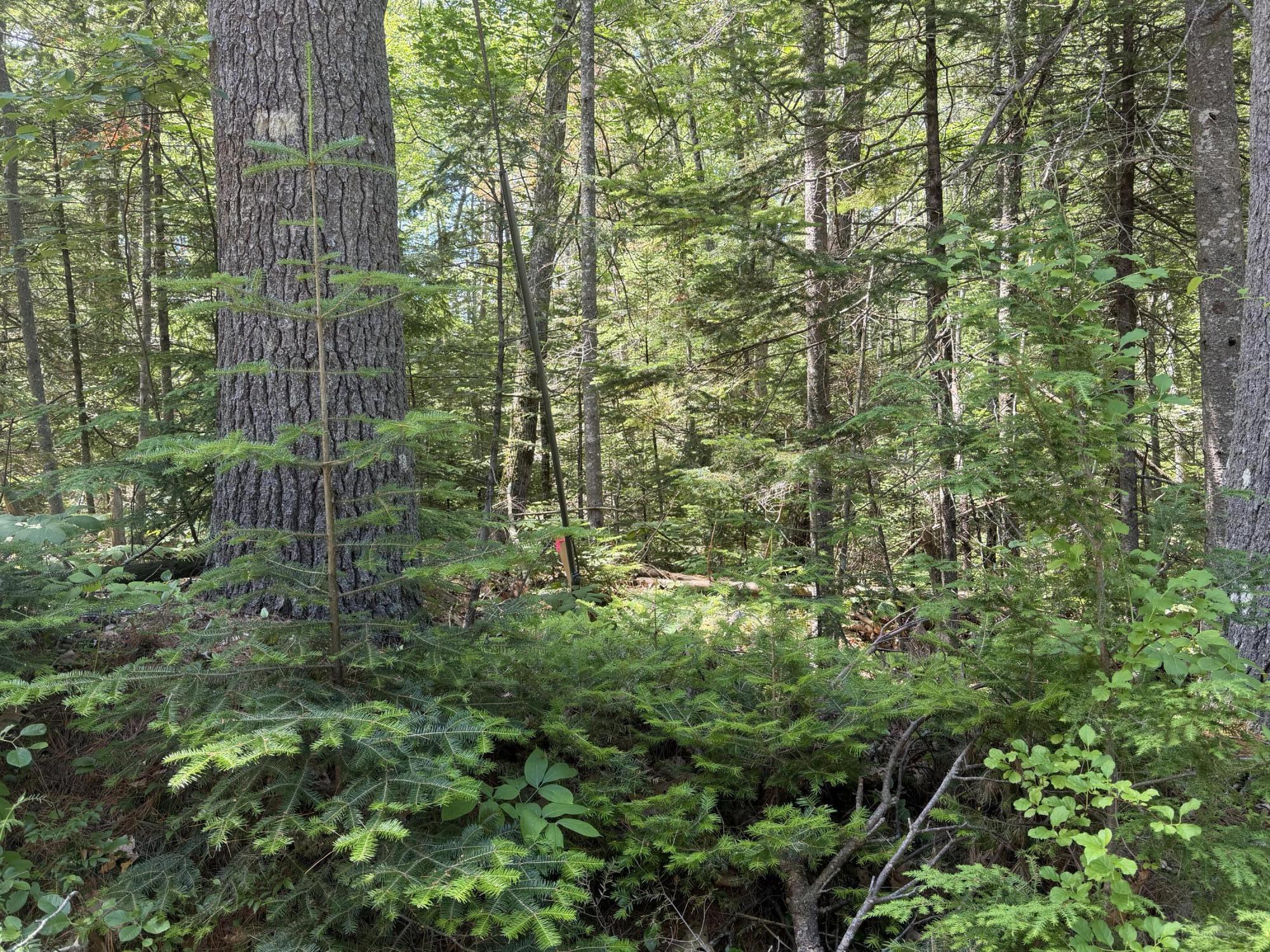 Lot R05129 Polly Clark Brook