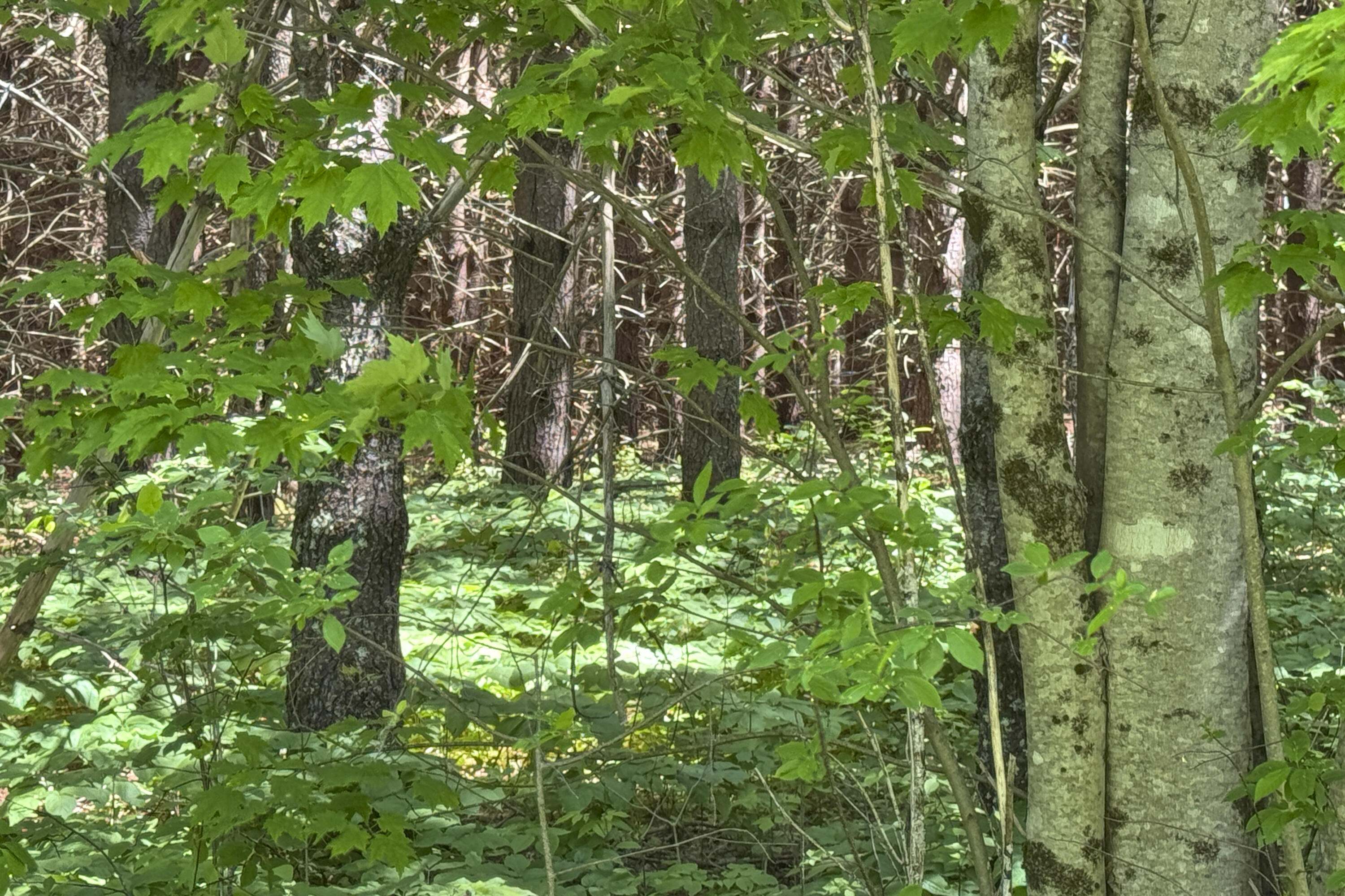 lot 23 Mountain View Lane