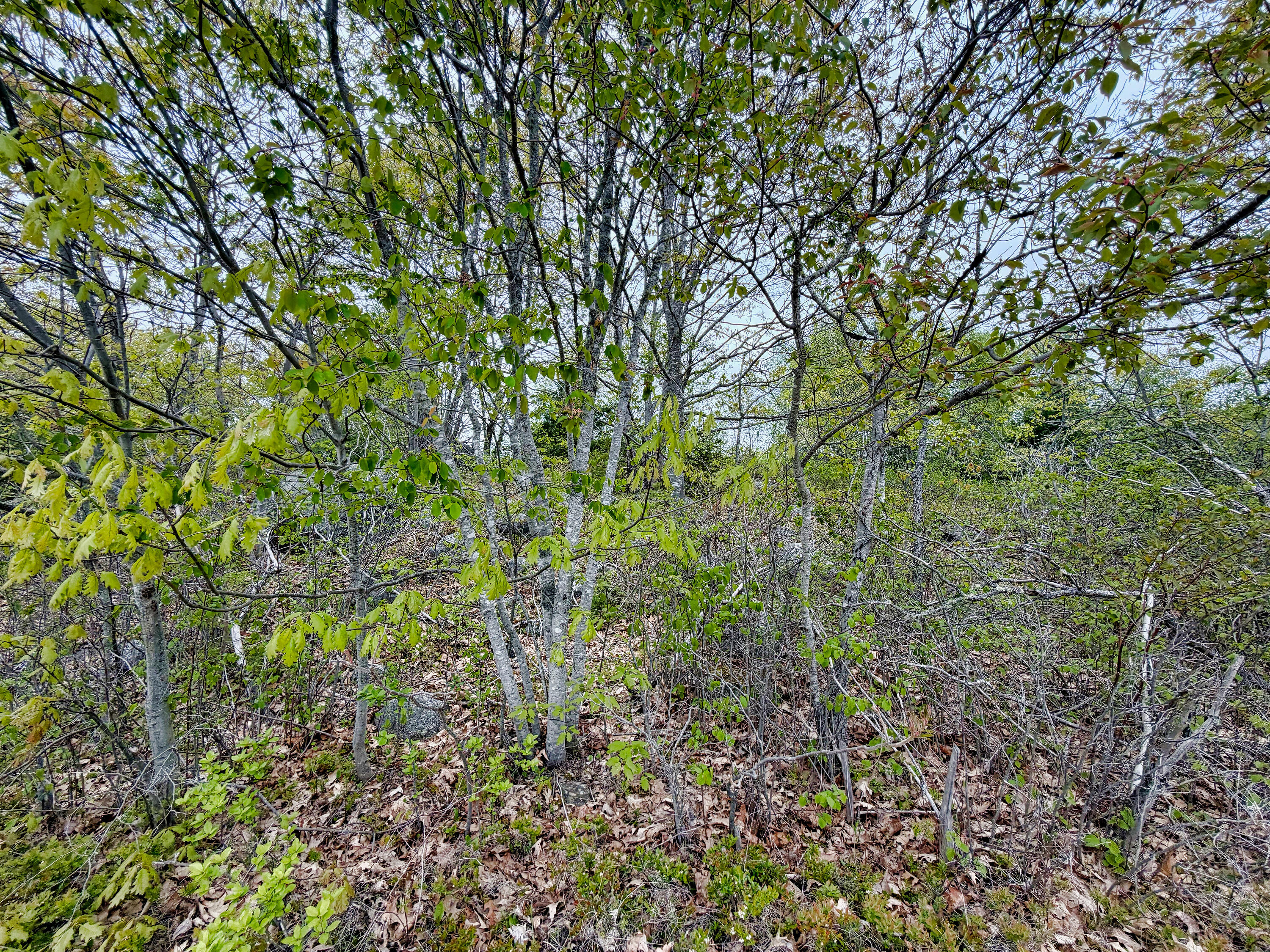 519 Snow's Cove Road