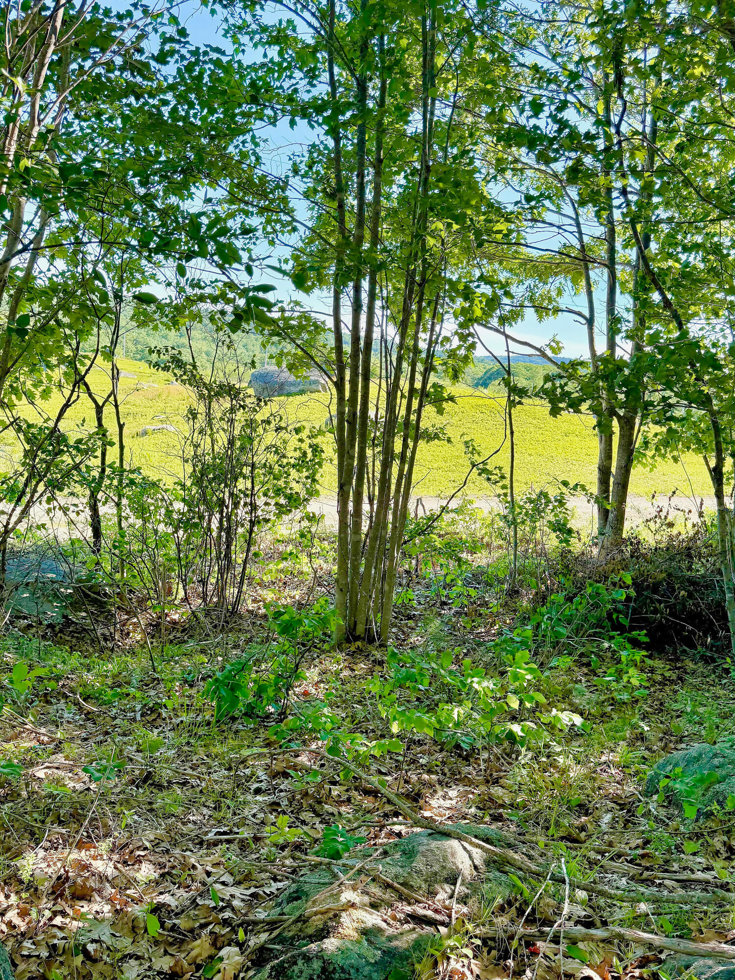 519 Snow's Cove Road