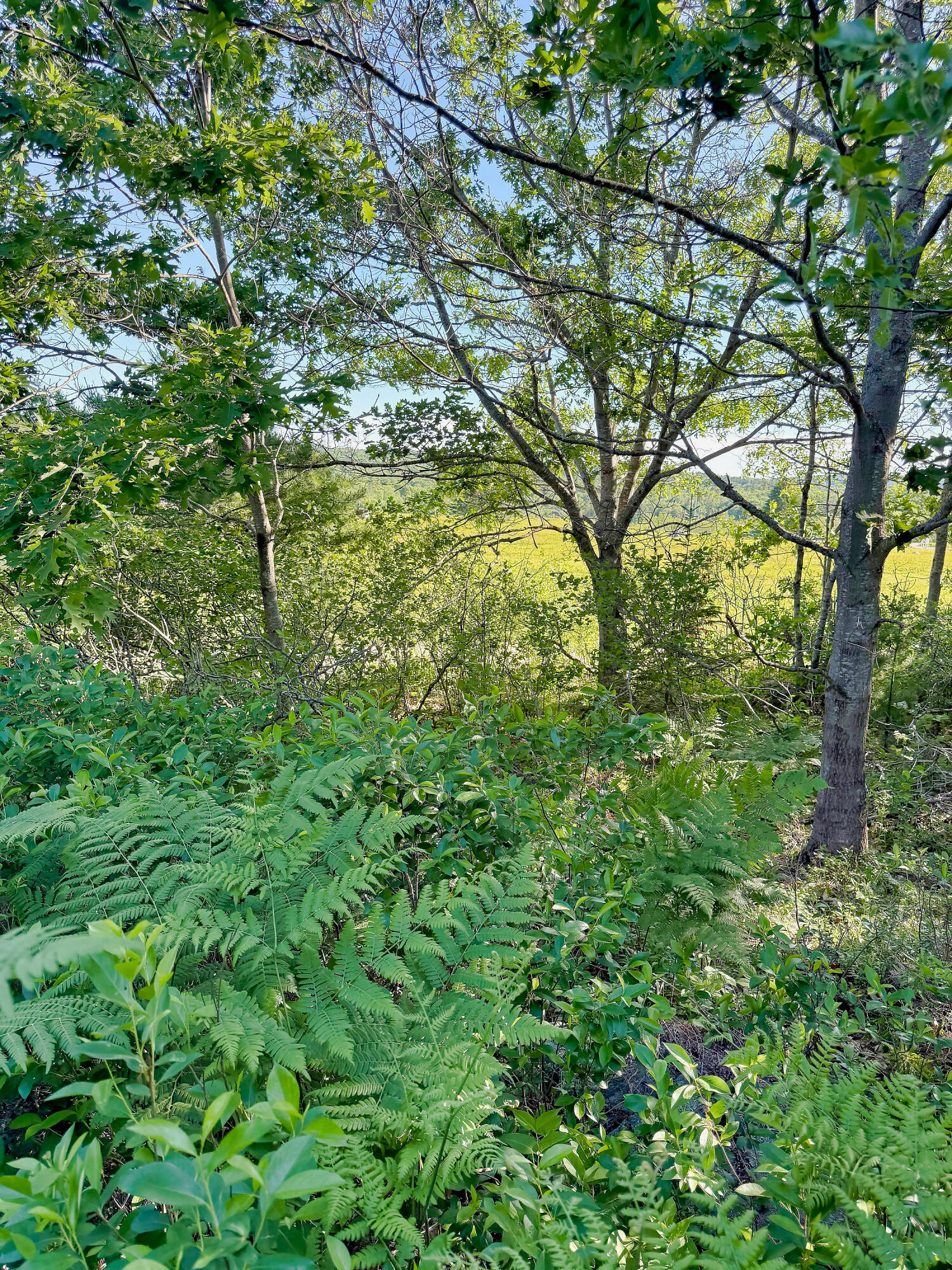 519 Snow's Cove Road