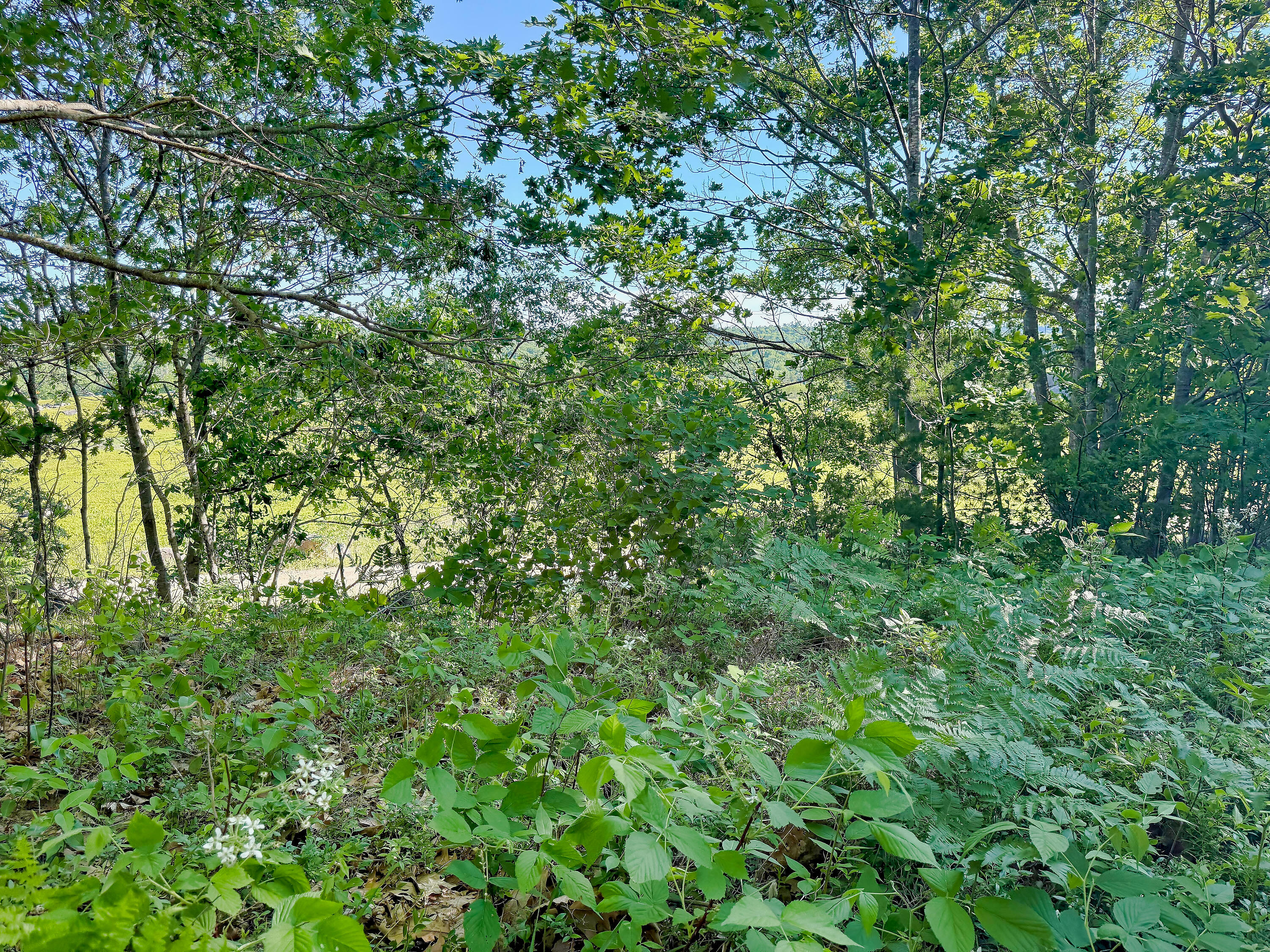 519 Snow's Cove Road