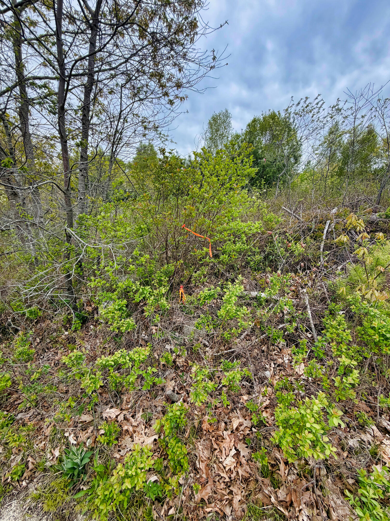 519 Snow's Cove Road