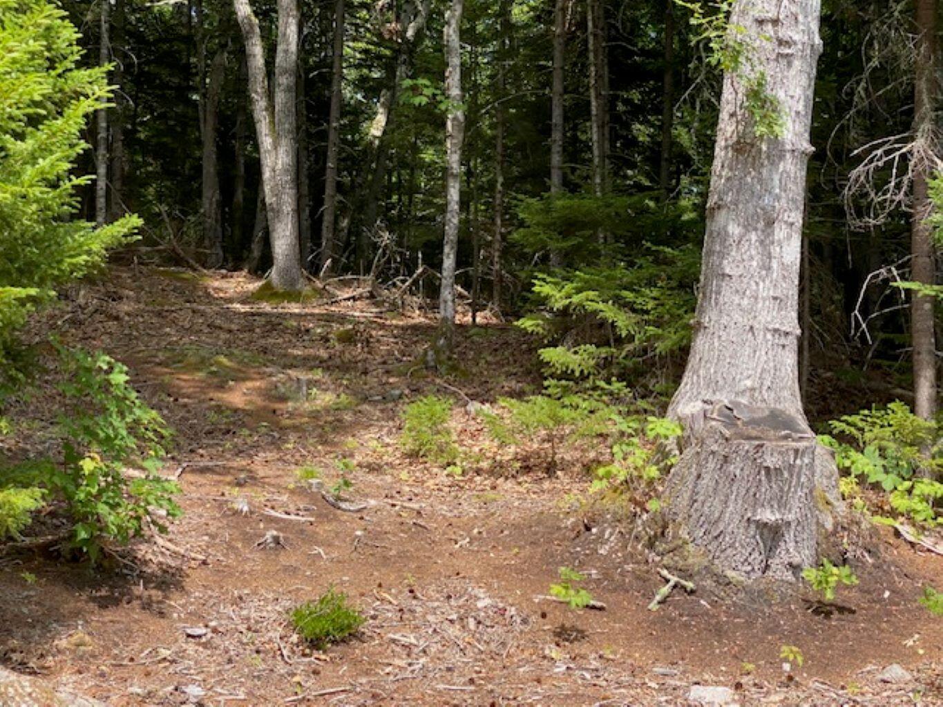 Lot 6 Bunchberry Lane