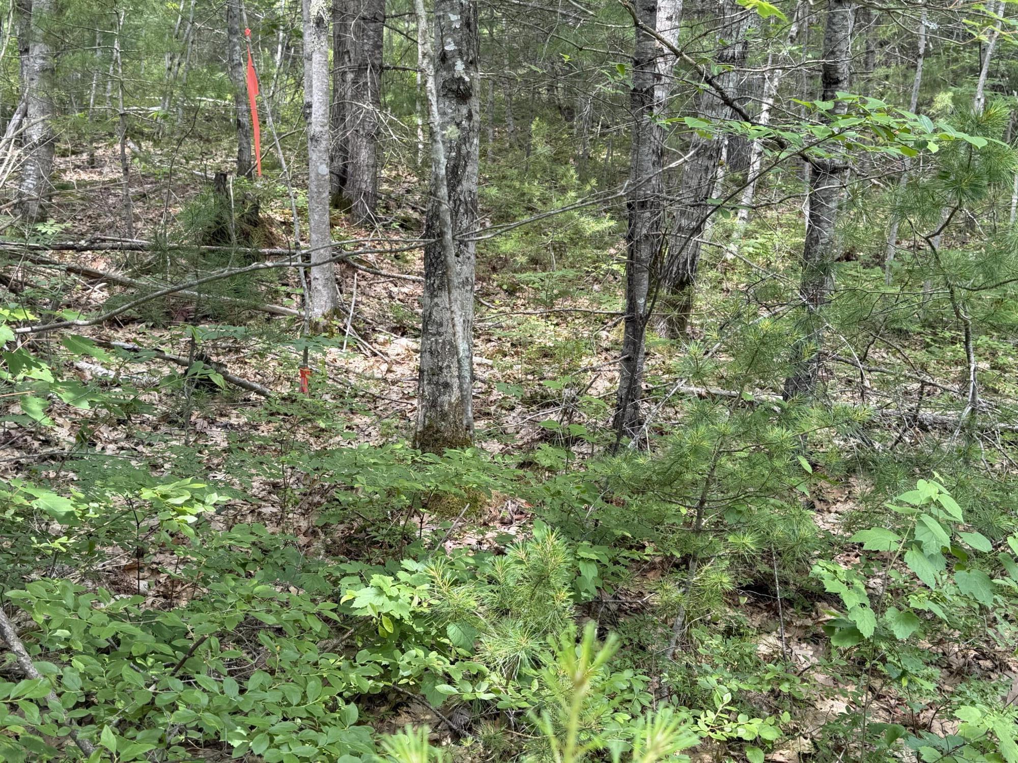 Lot 068011 Shore Road