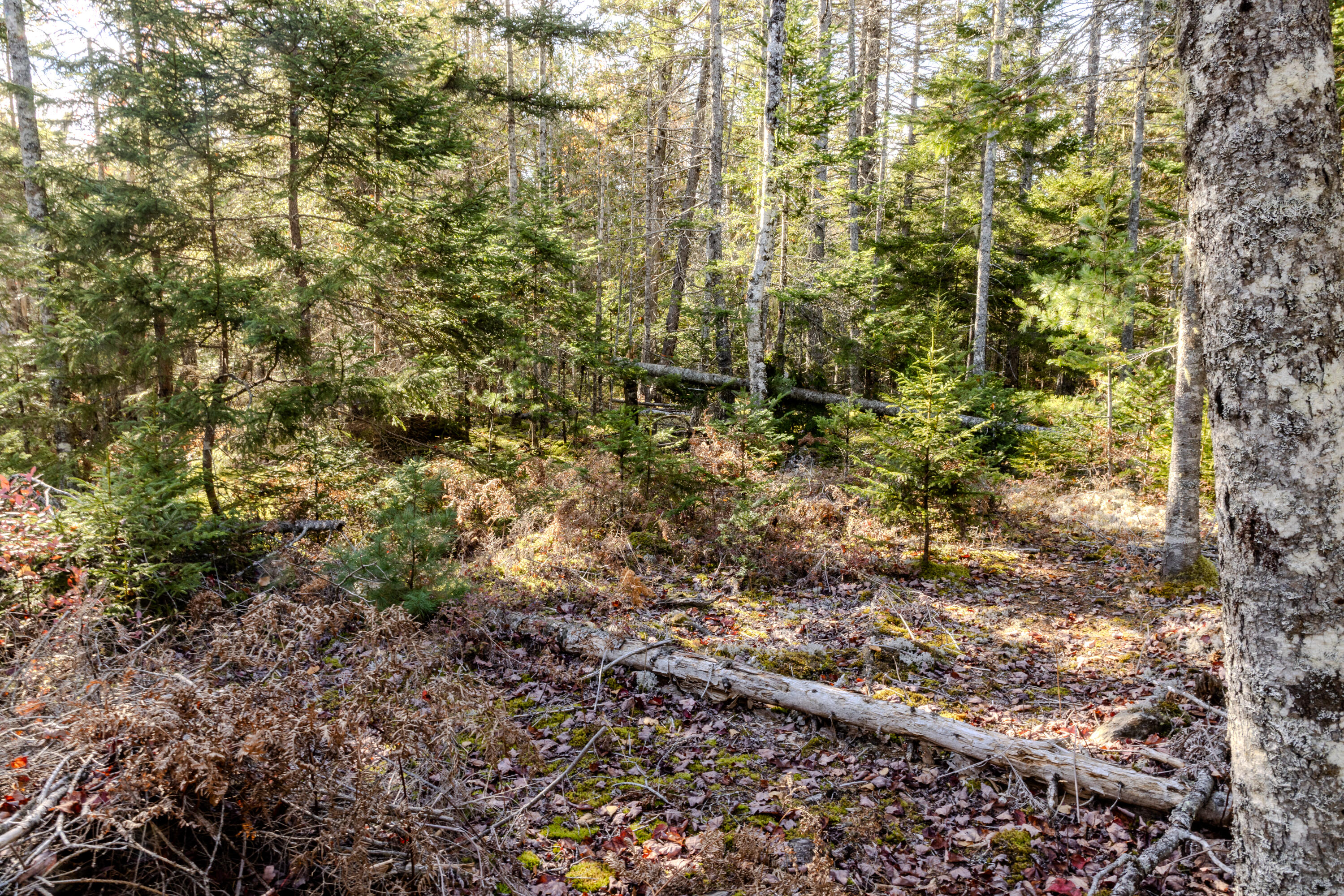 27-10-4E2A Pine Cone Lane