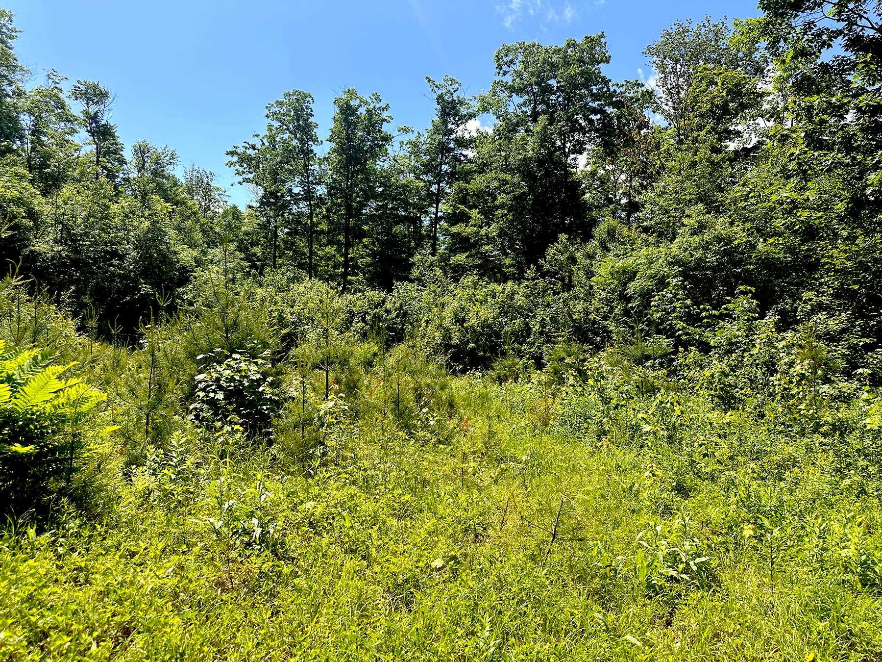 00 Kearsarge Mountain Road