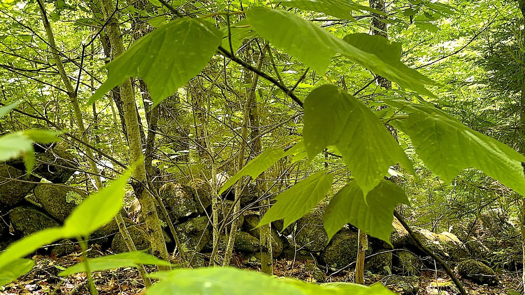 00 Kearsarge Mountain Road