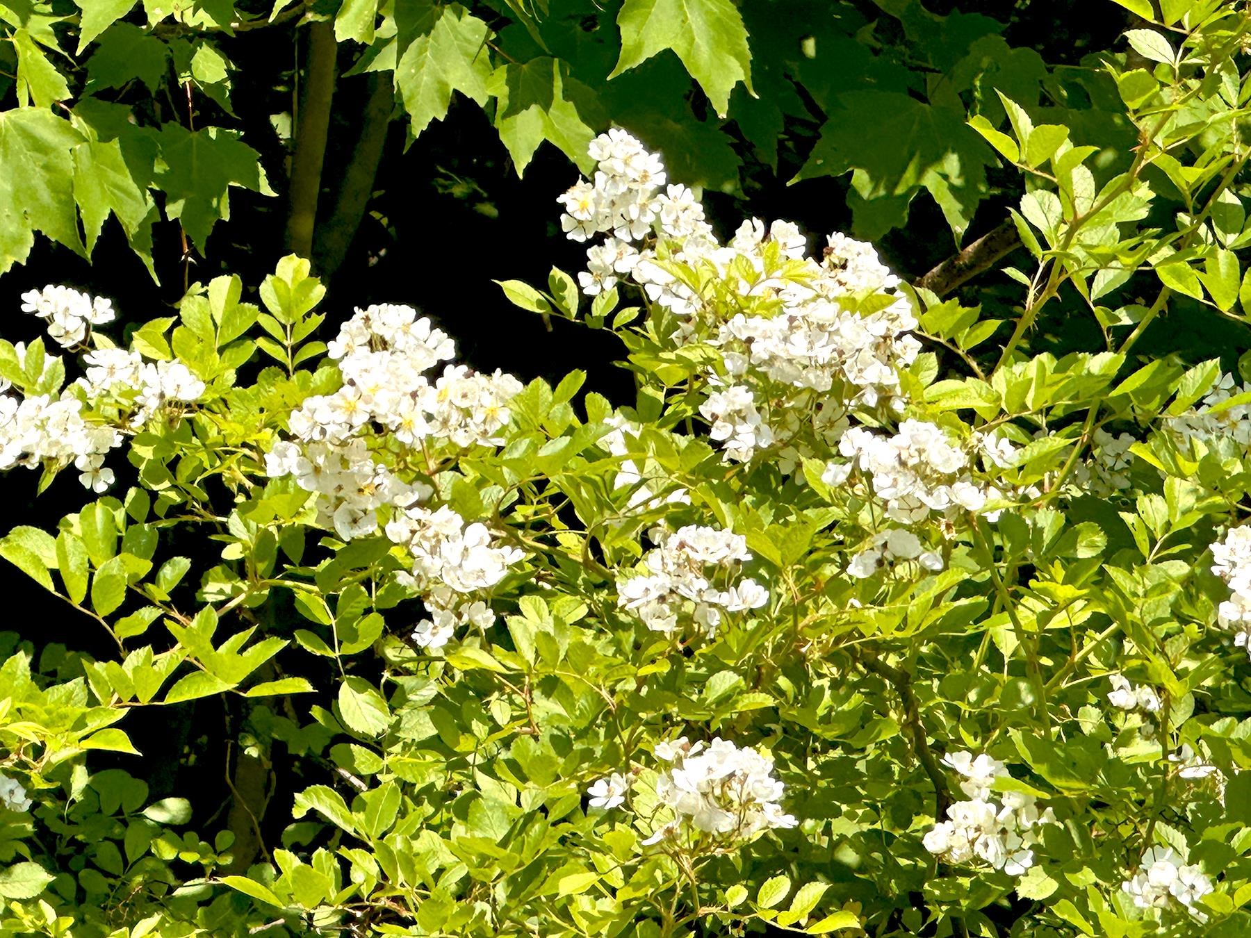 00 Kearsarge Mountain Road