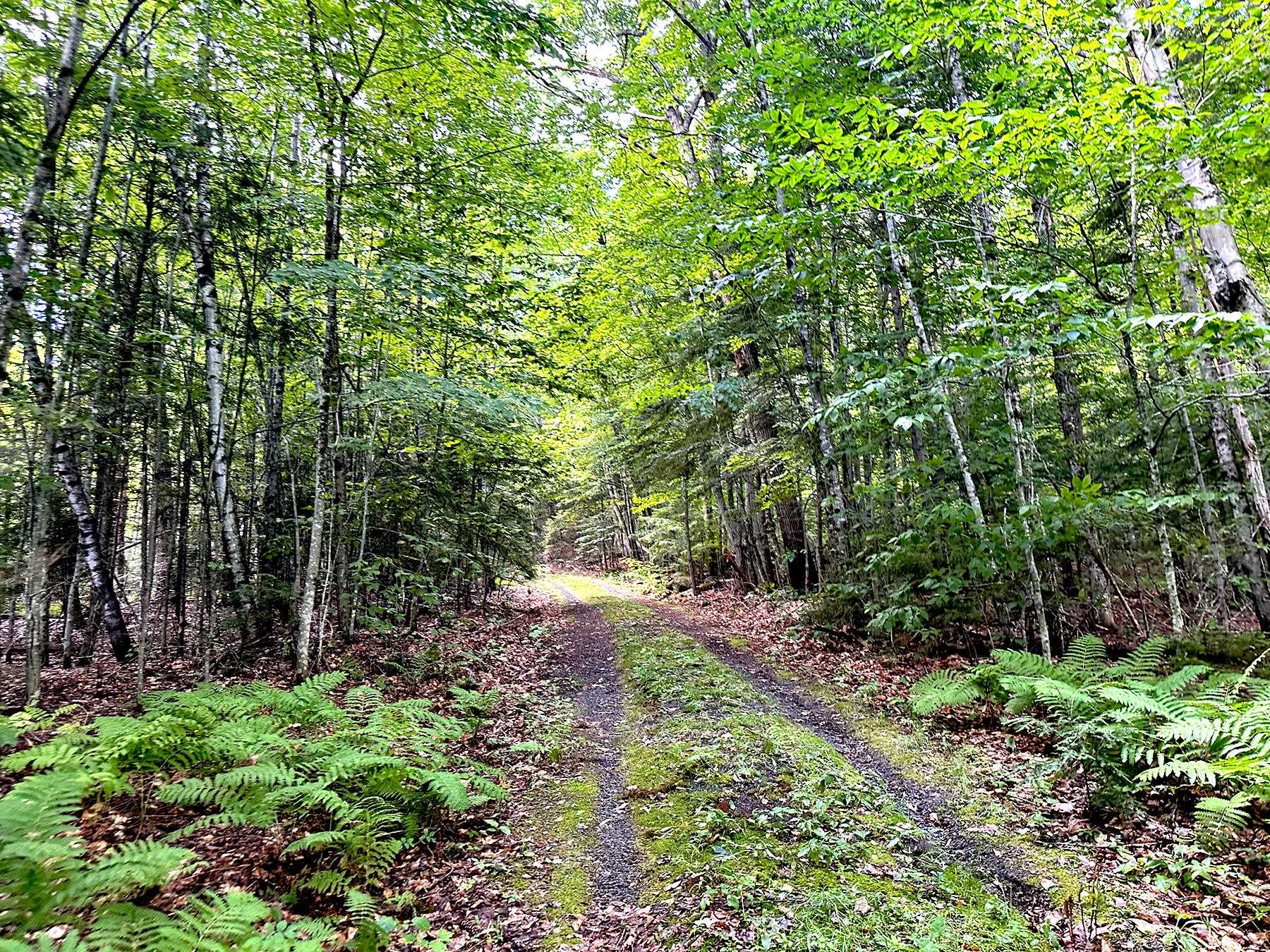 1099 Mt Cardigan Road