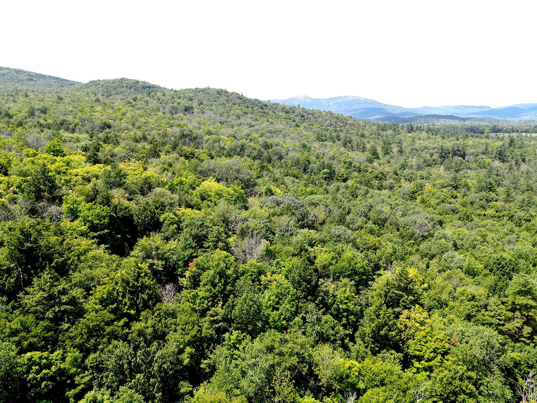 1099 Mt Cardigan Road