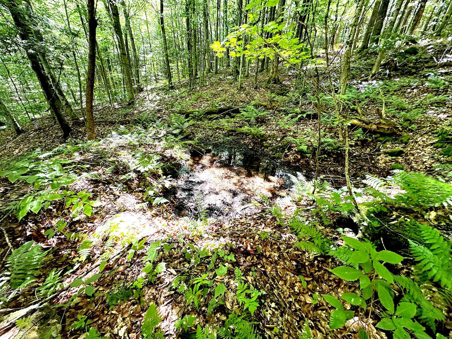1099 Mt Cardigan Road