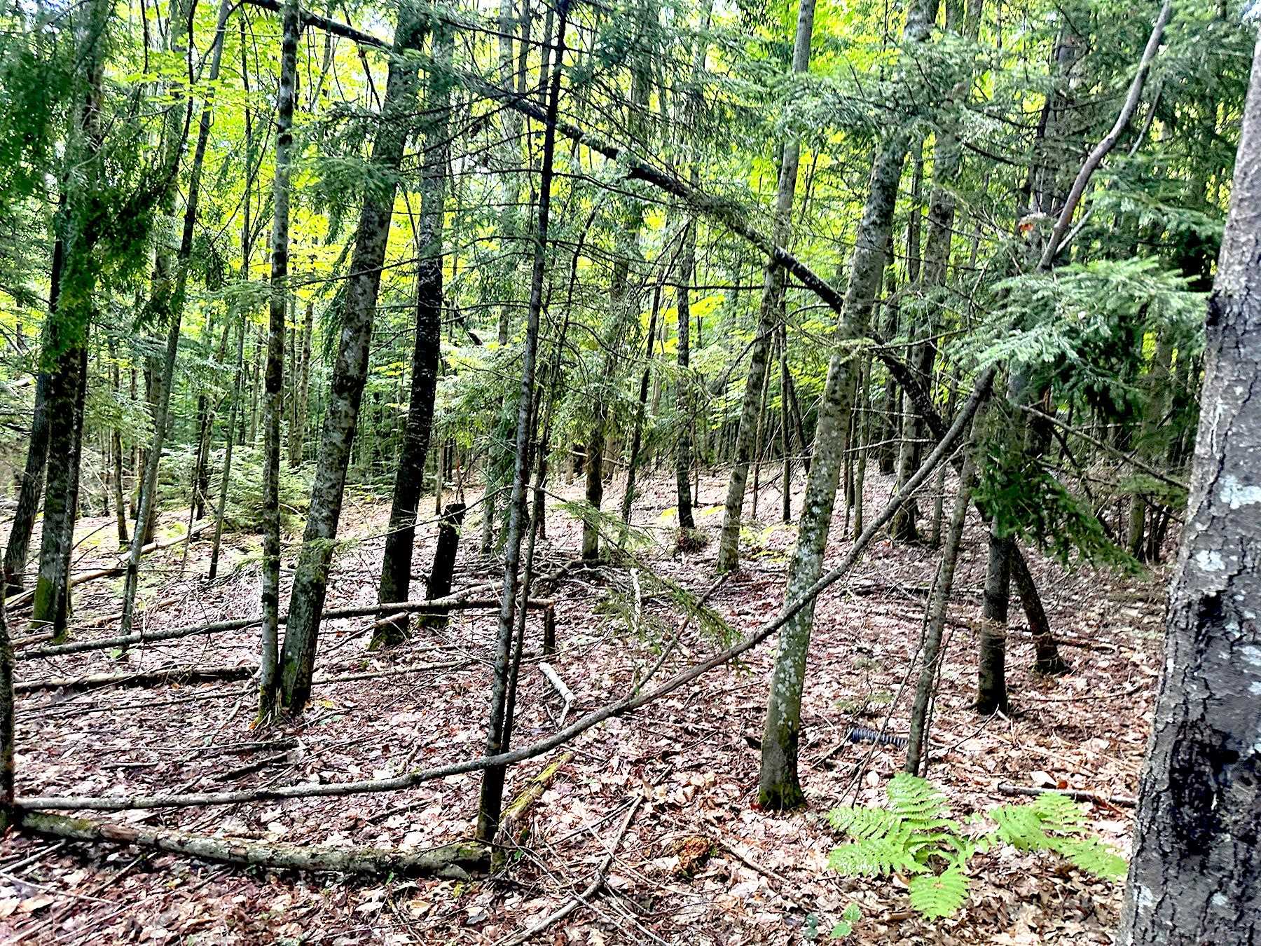 1099 Mt Cardigan Road