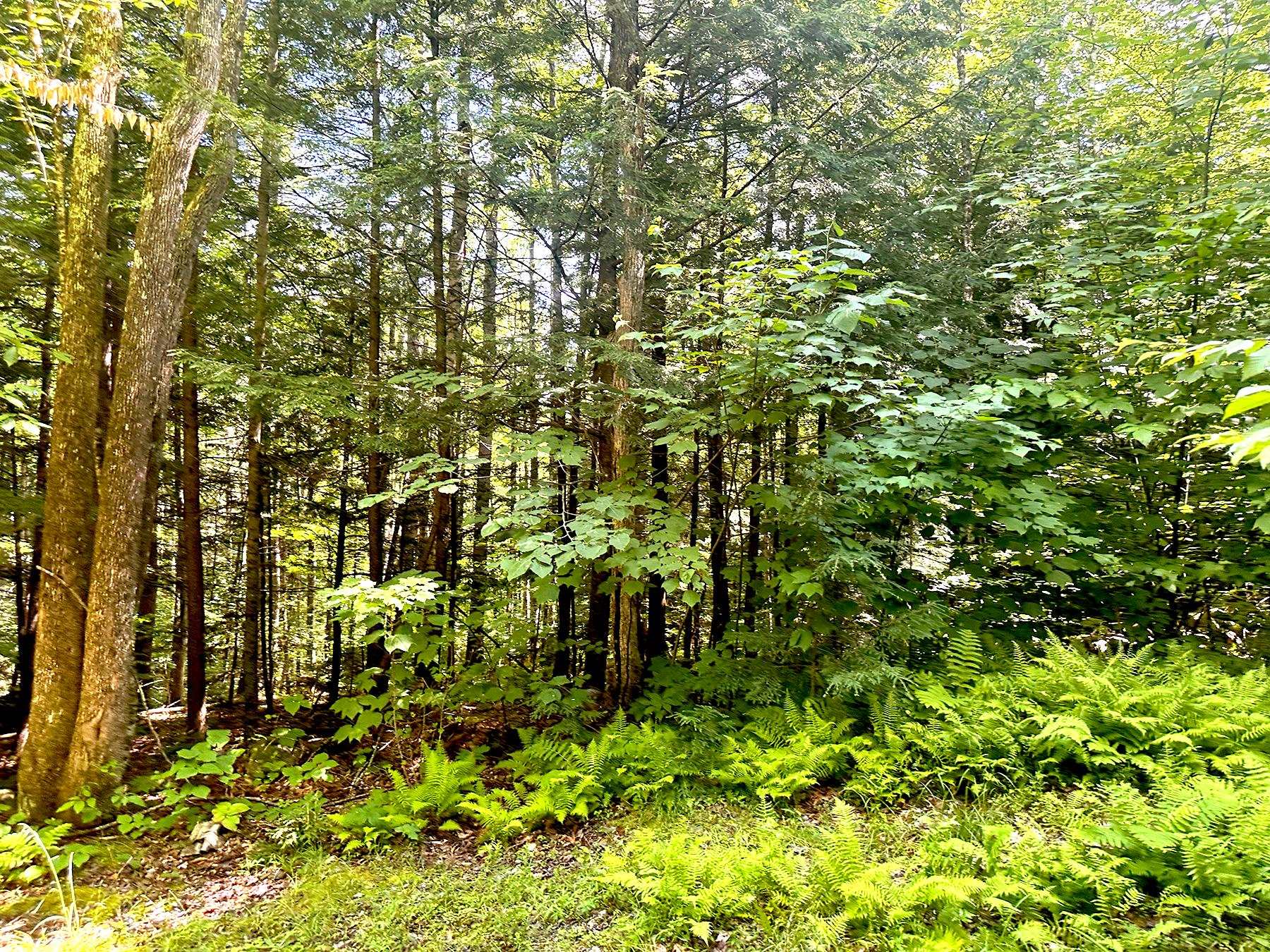 1099 Mt Cardigan Road