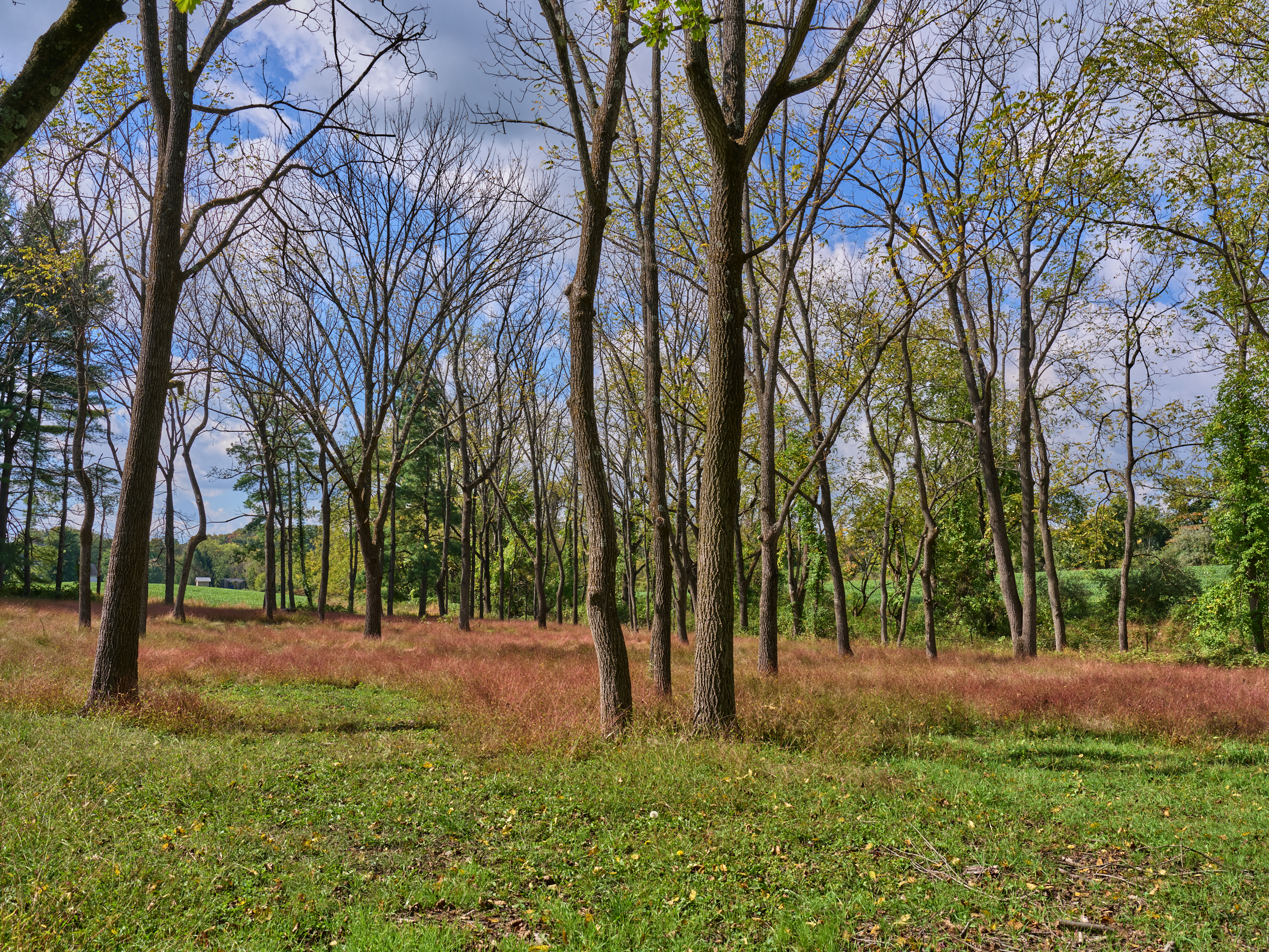 6321 Saw Mill Road 