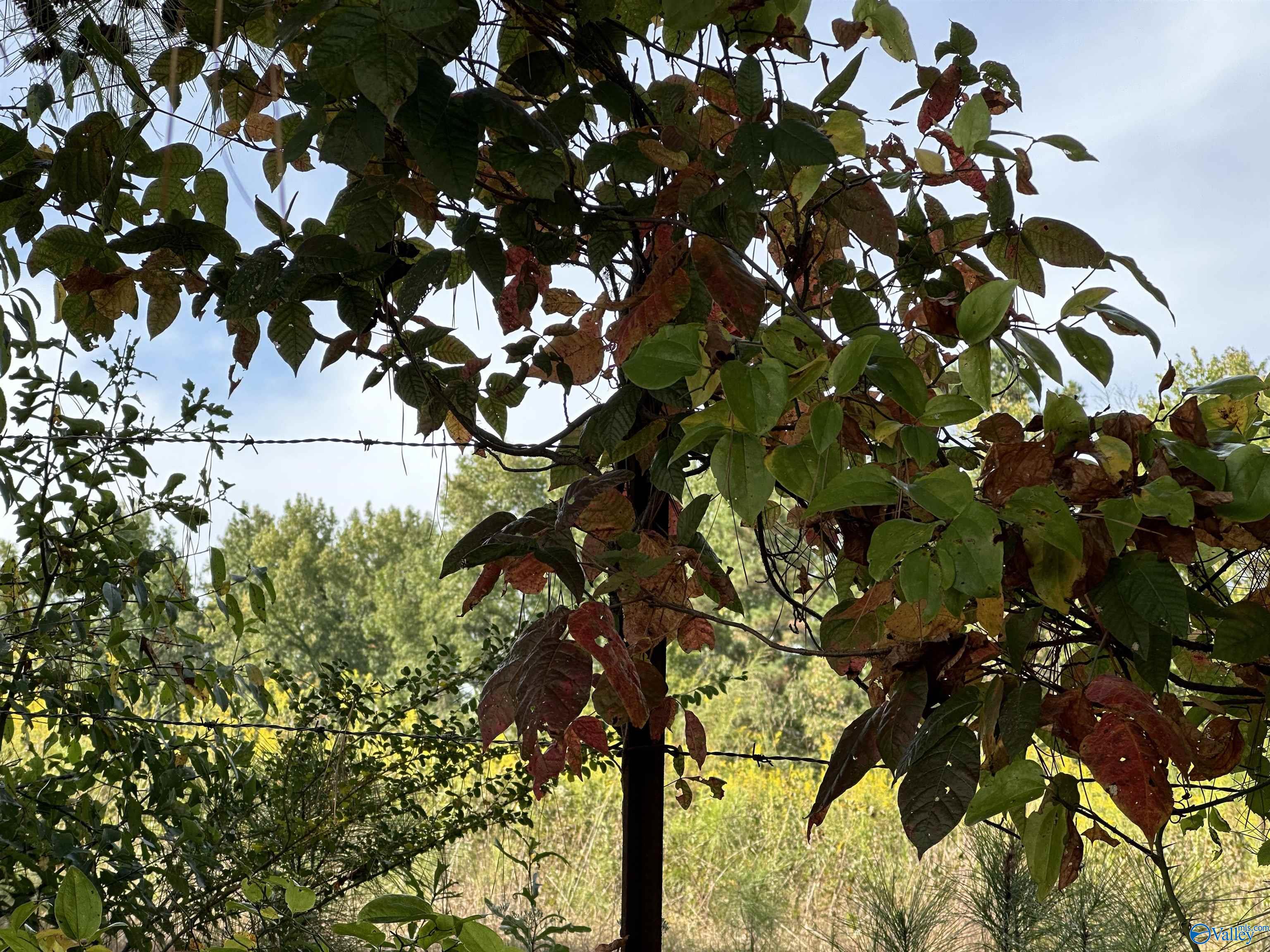 2 acres +/- Highway 231