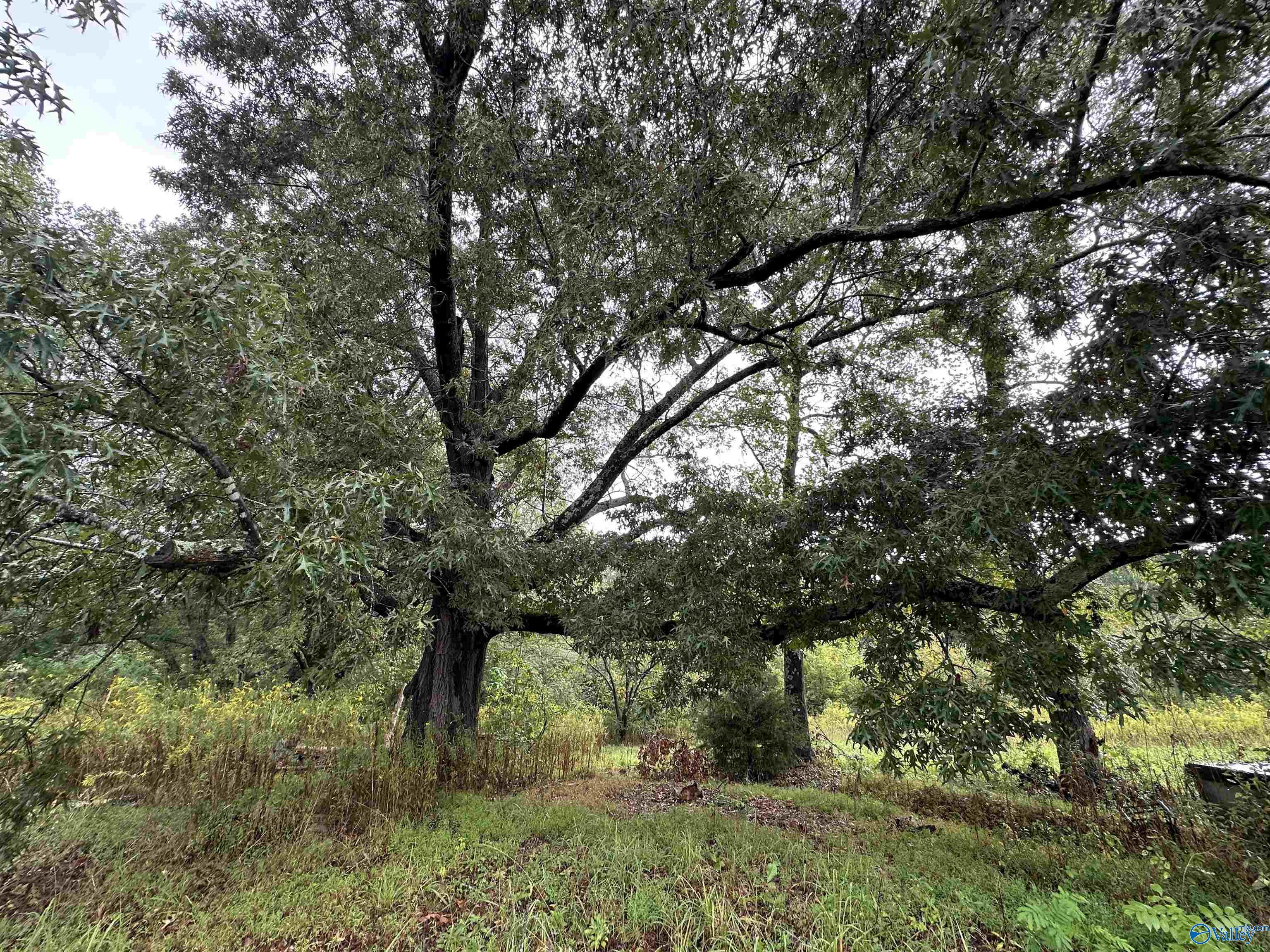 11292 Alabama Highway 67 S