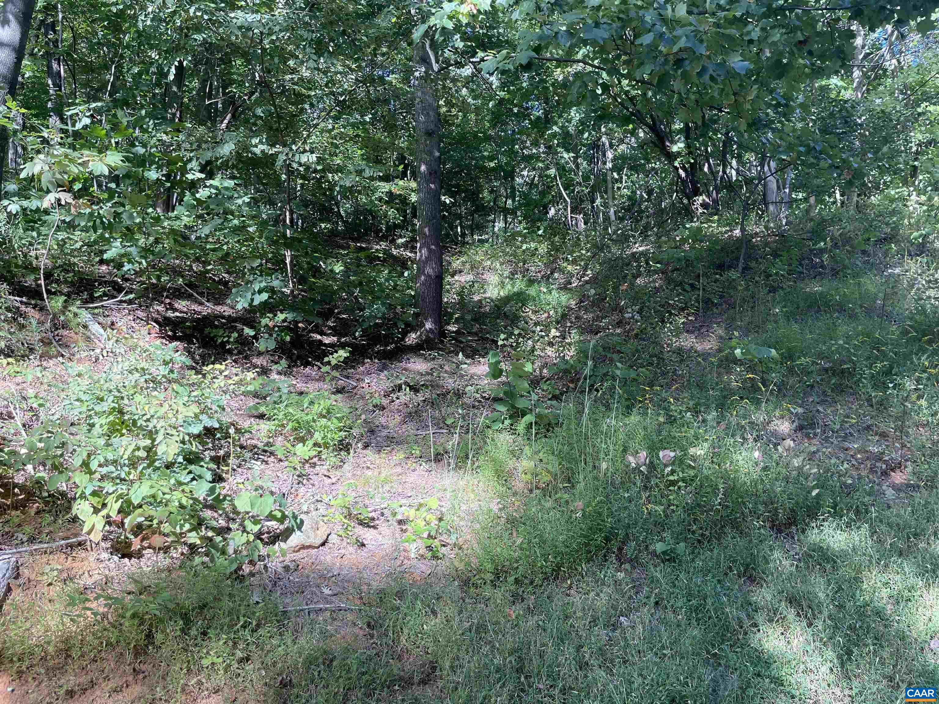1717 BLACK WALNUT DR