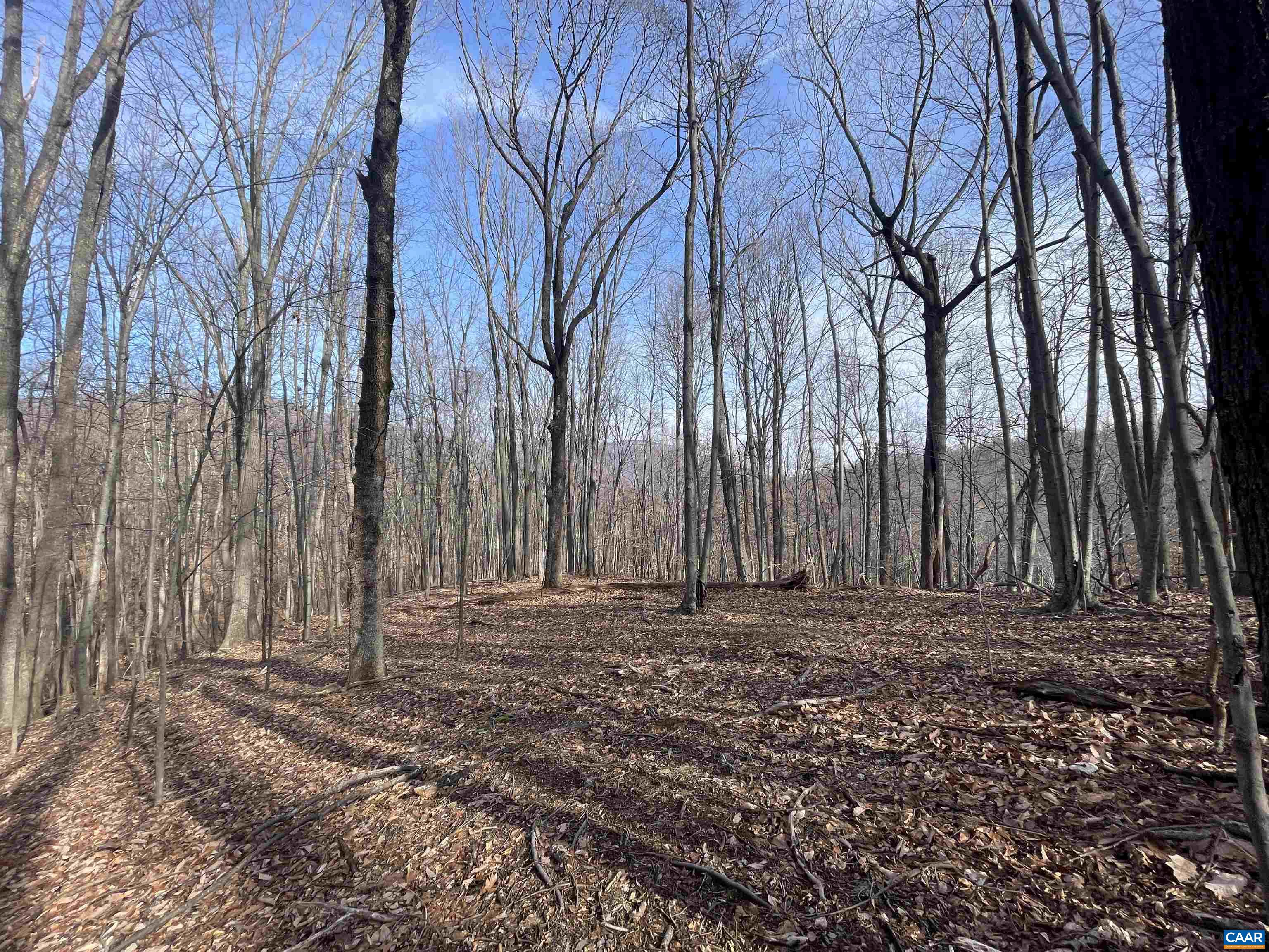 TBD PINE TREE LN Unit: Revised Lot 24