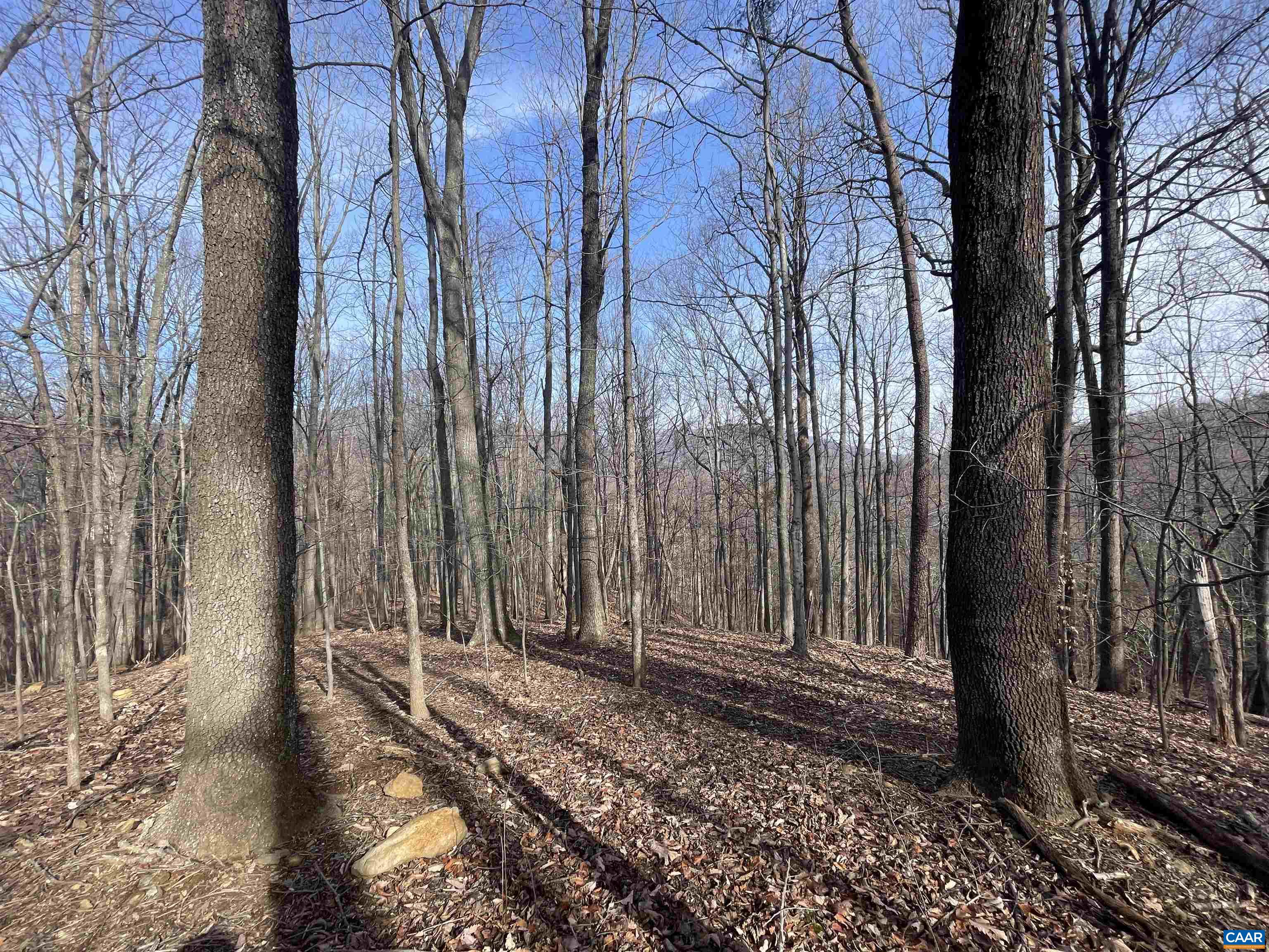 TBD PINE TREE LN Unit: Revised Lot 24