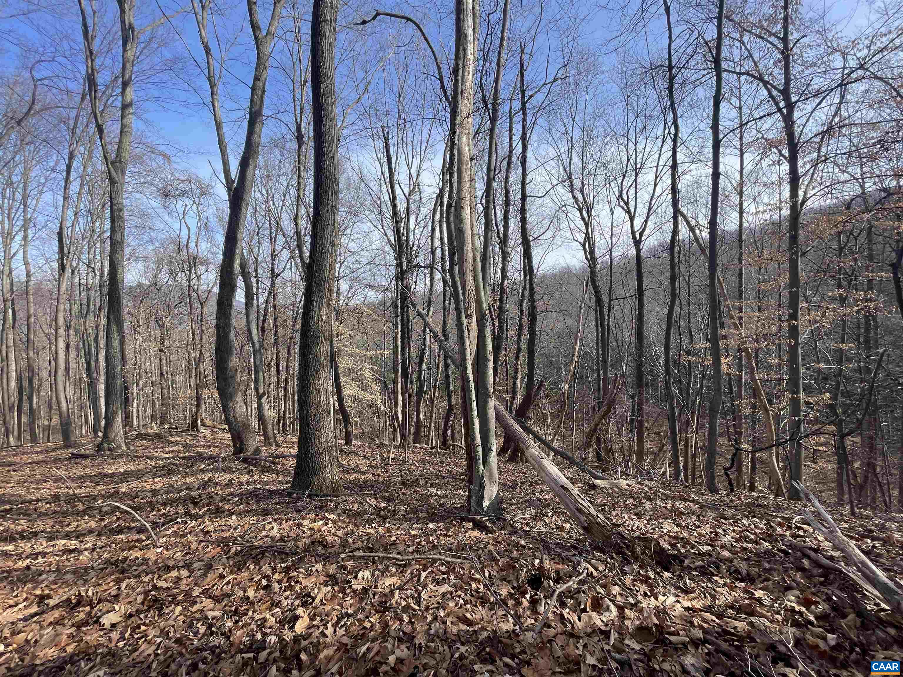 TBD PINE TREE LN Unit: Revised Lot 24