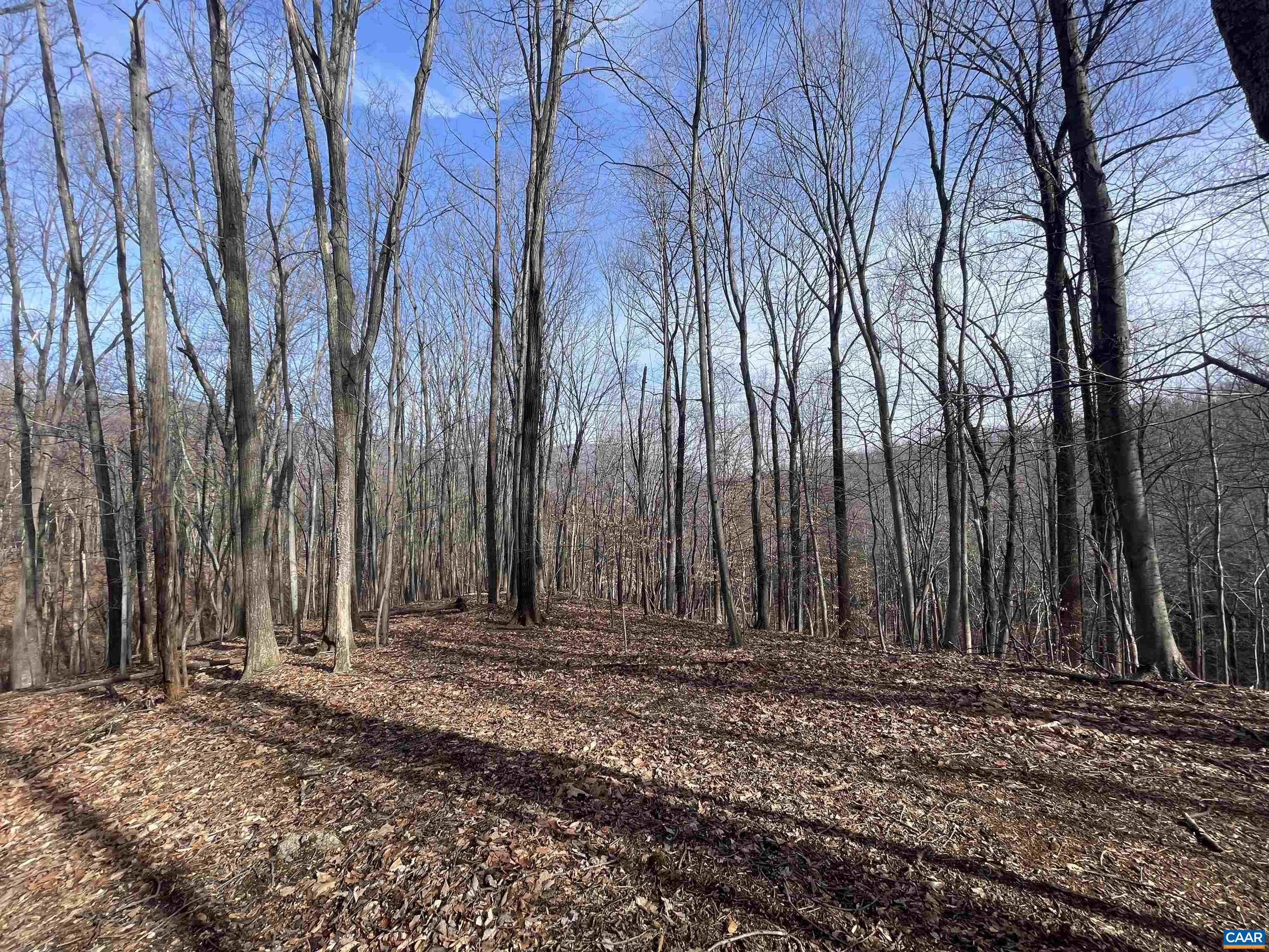 TBD PINE TREE LN Unit: Revised Lot 24