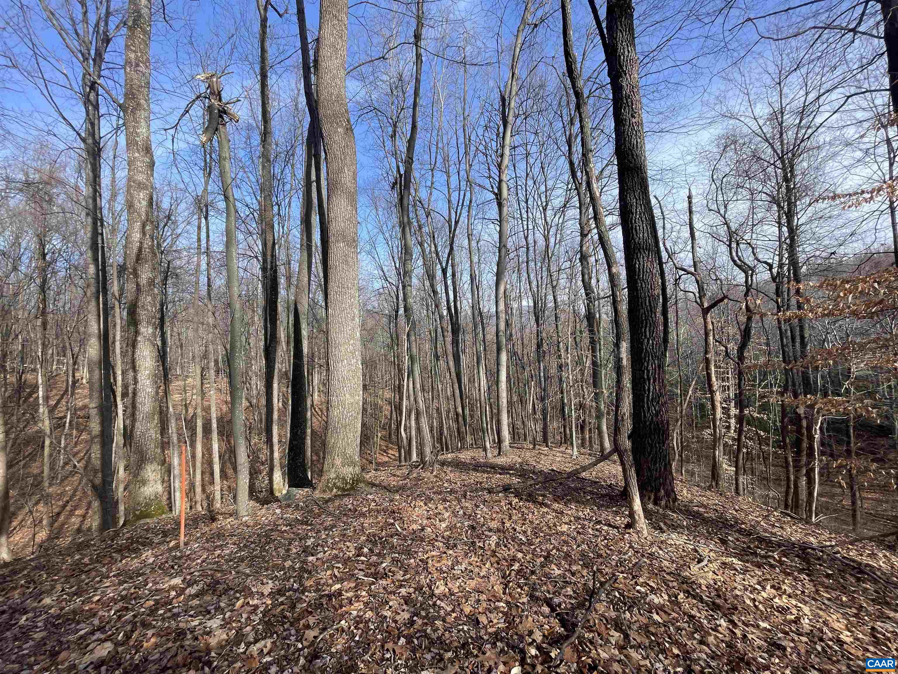 TBD PINE TREE LN Unit: Revised Lot 24