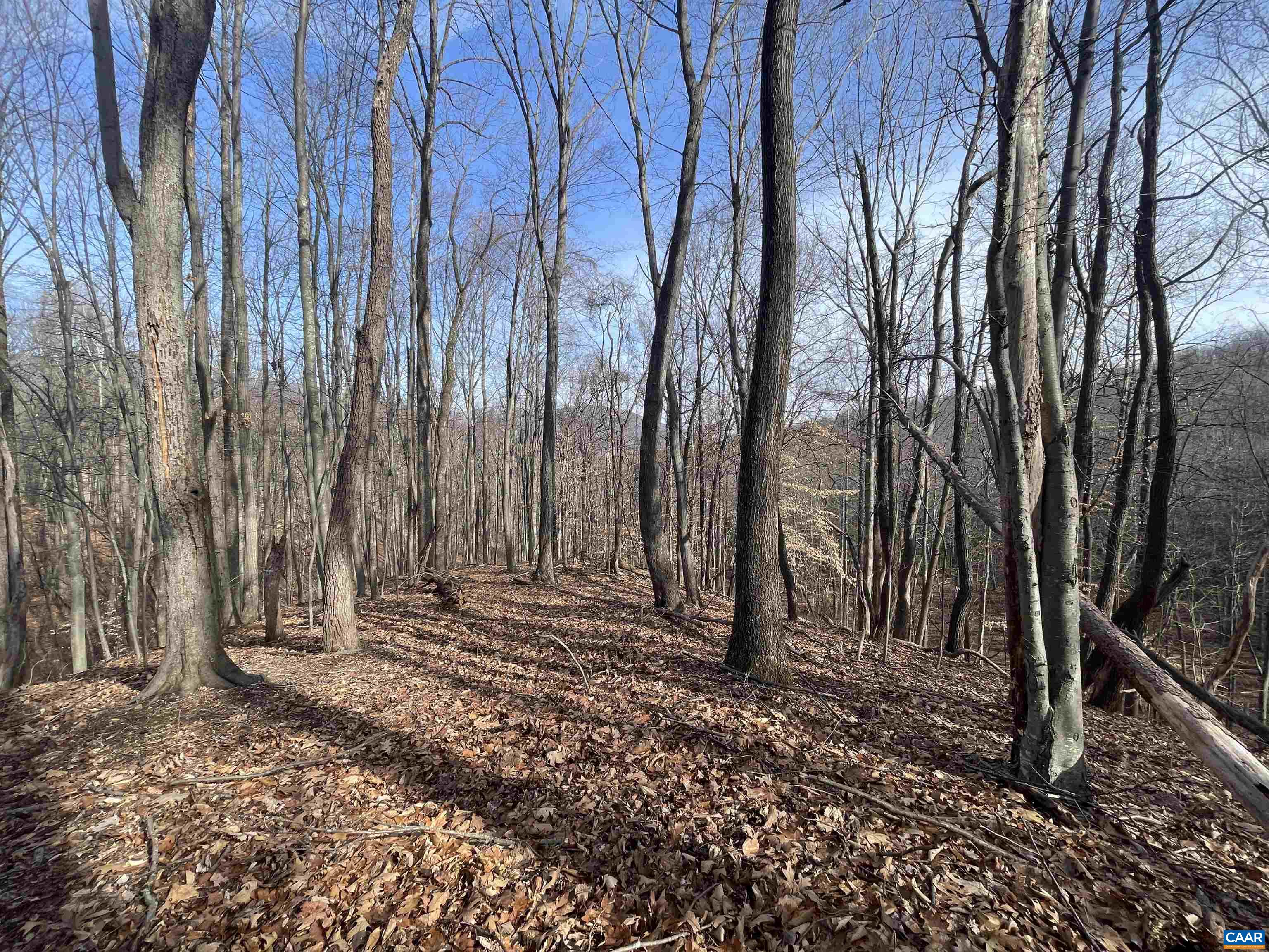 TBD PINE TREE LN Unit: Revised Lot 24