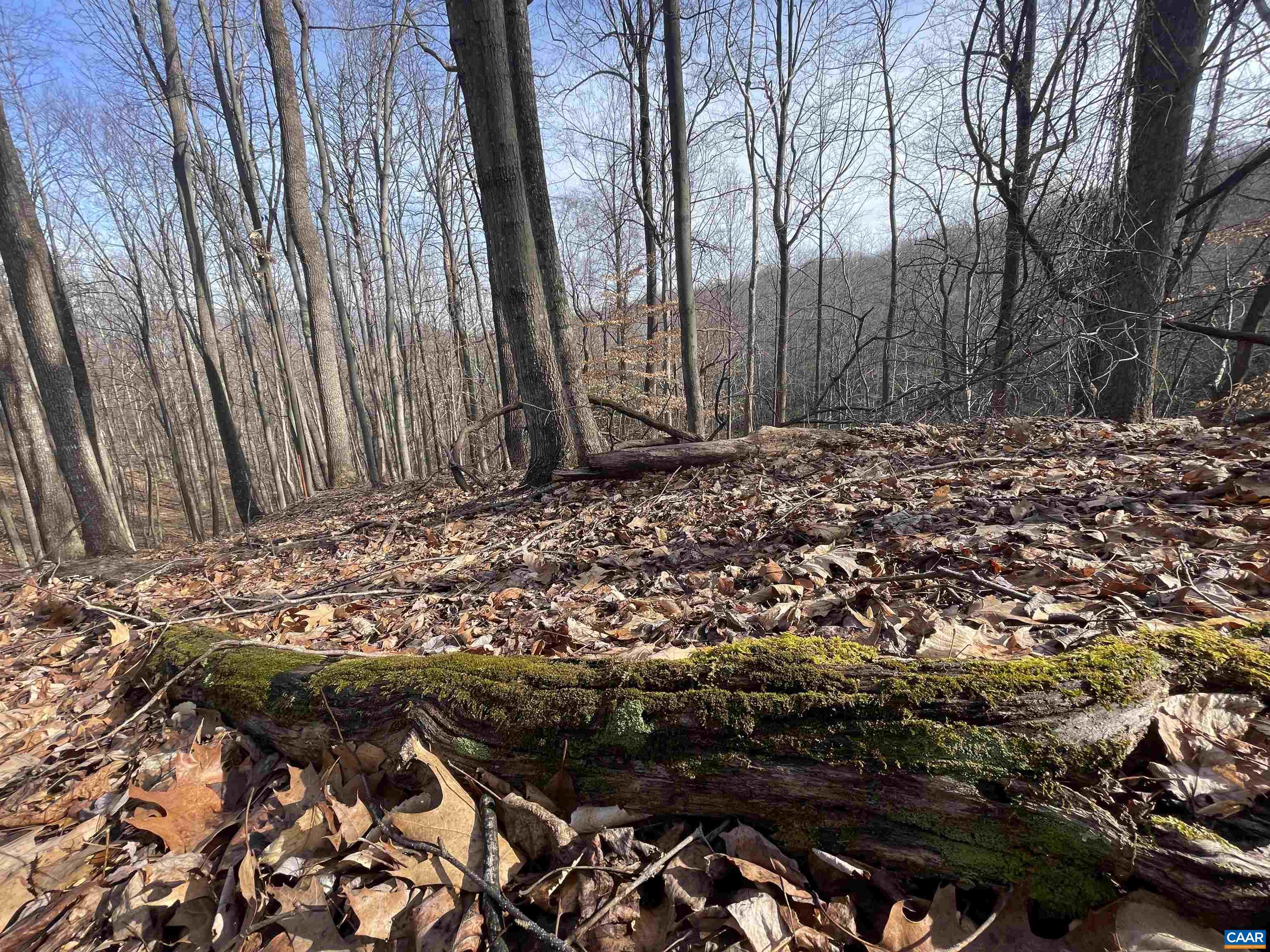 TBD PINE TREE LN Unit: Revised Lot 24