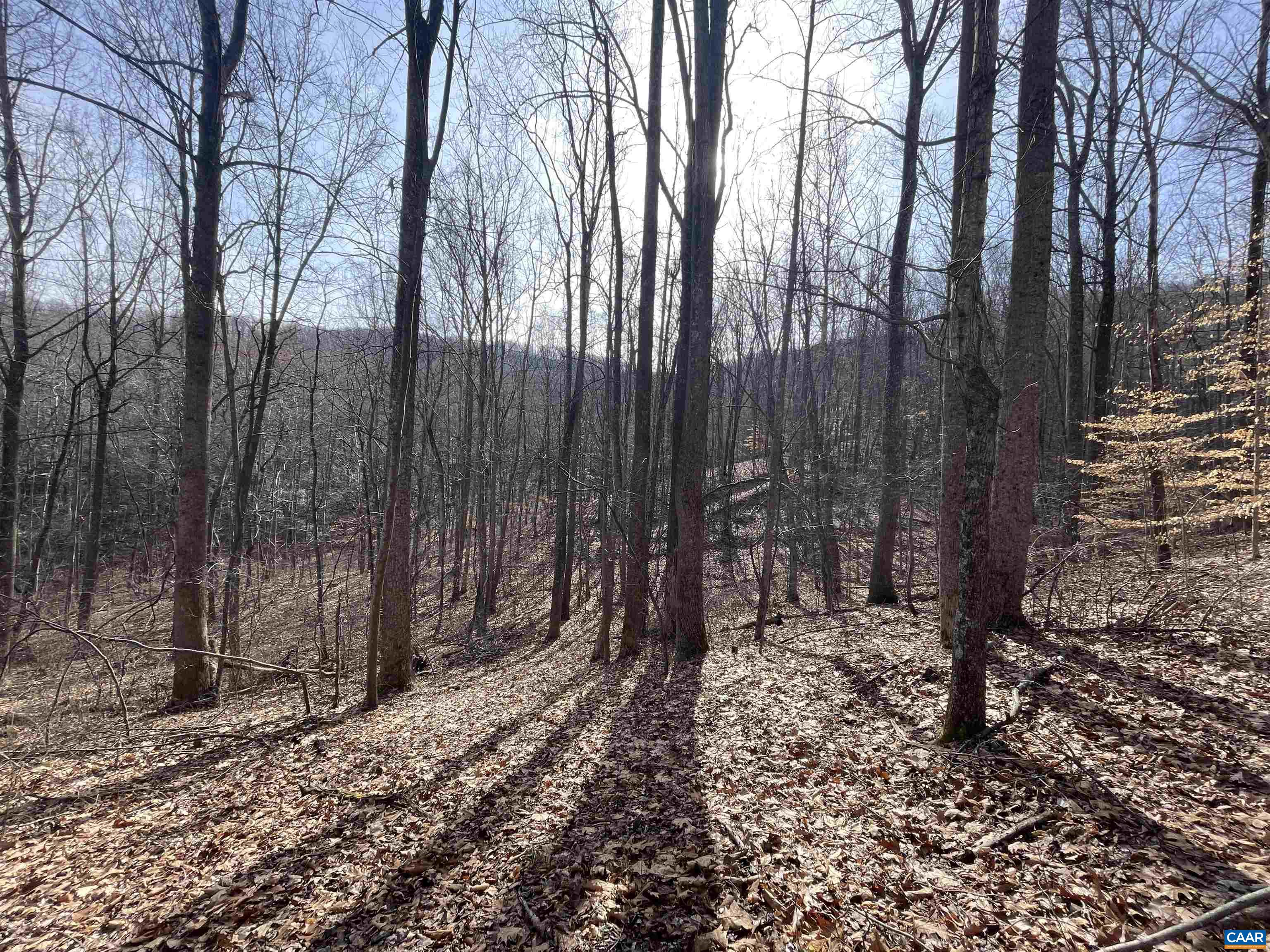 TBD PINE TREE LN Unit: Revised Lot 24