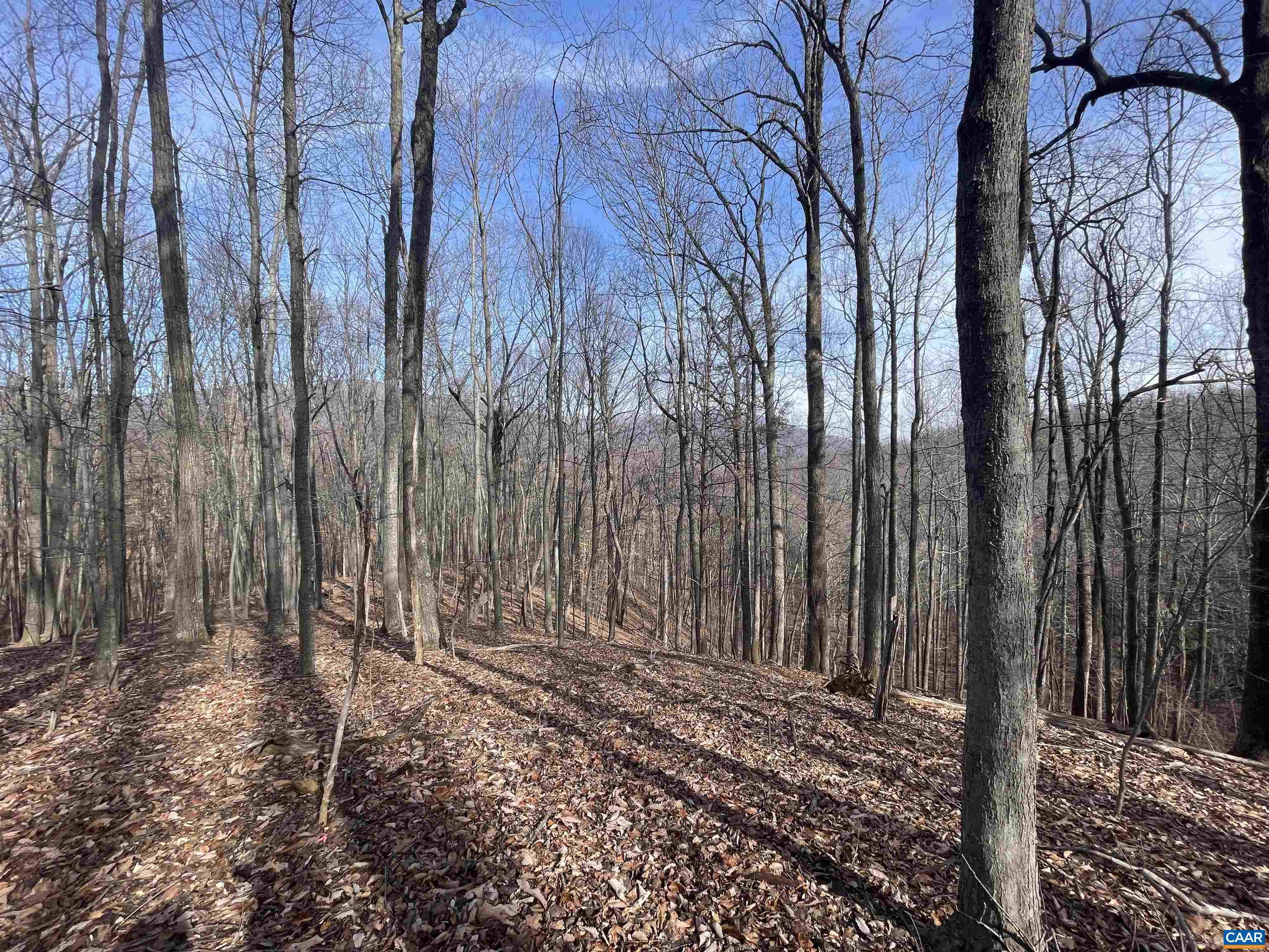 TBD PINE TREE LN Unit: Revised Lot 24