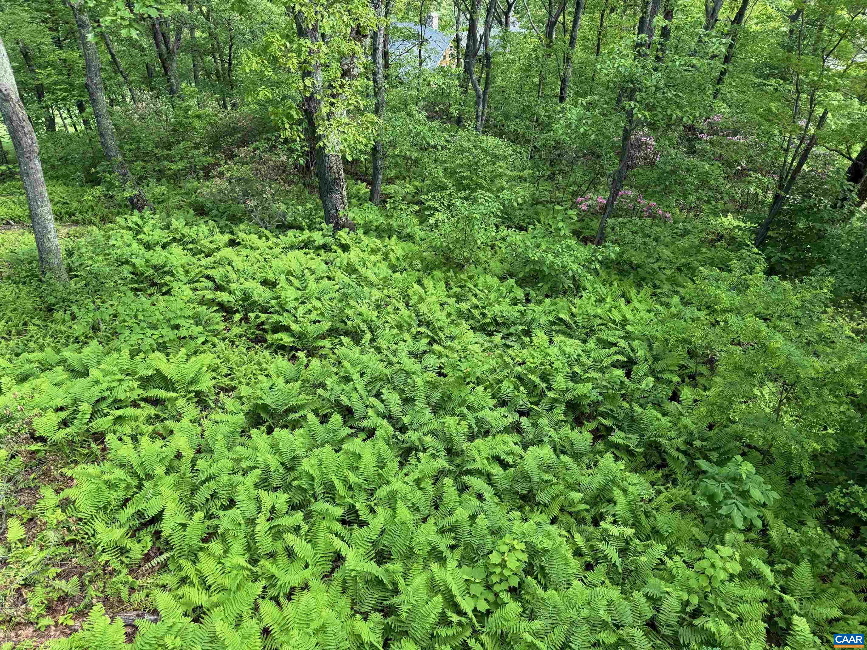 100 NORTH ROCK TREE LN