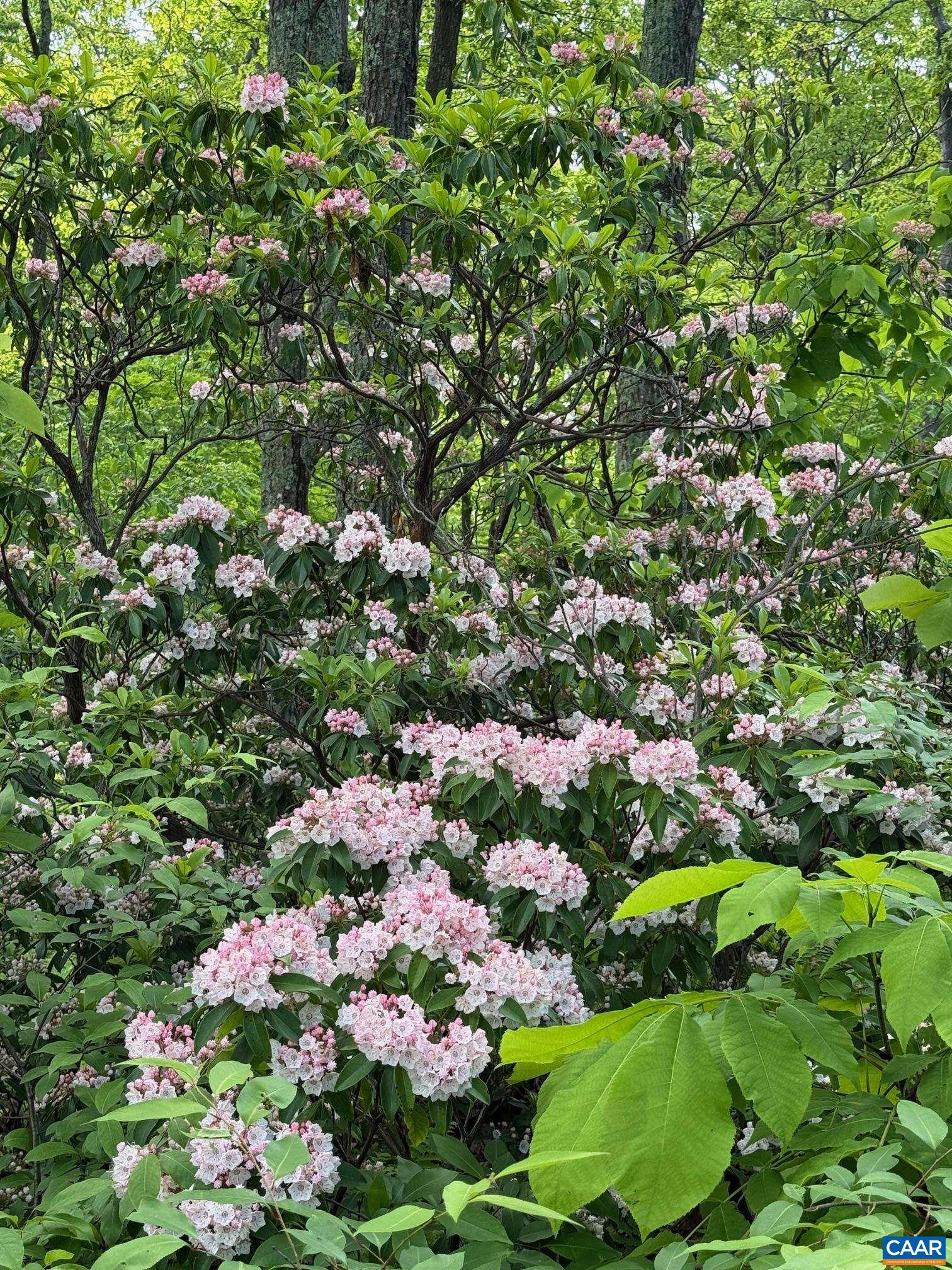 100 NORTH ROCK TREE LN