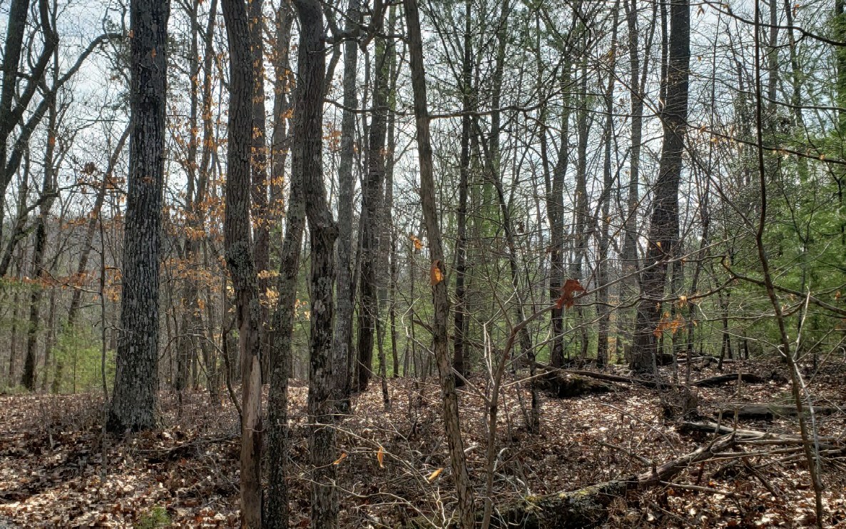.98 A Syrup Mill Branch Road