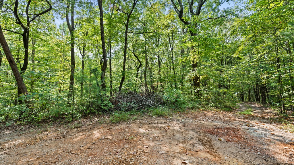 Wooded property with a rocky dirt drive curving through dense green trees.