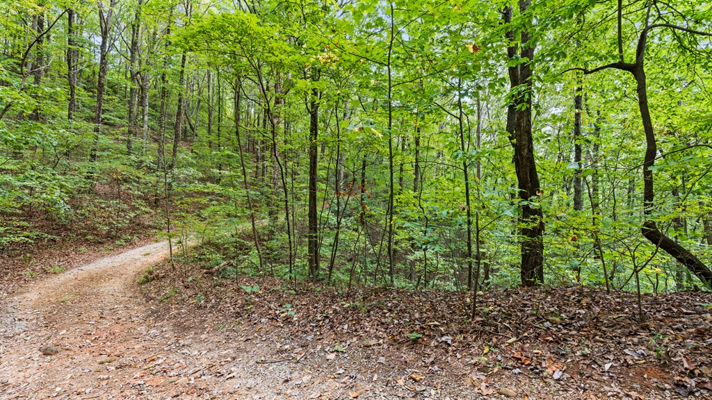 Wooded property with a gravel path curving through dense green trees on a slope.