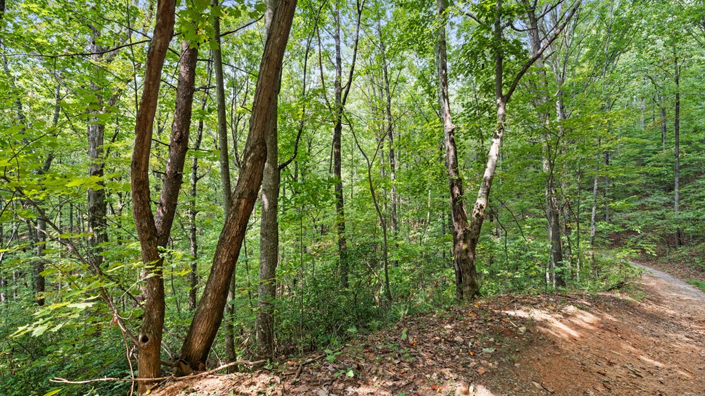Wooded property with mature trees and a dirt road curving along the right side.