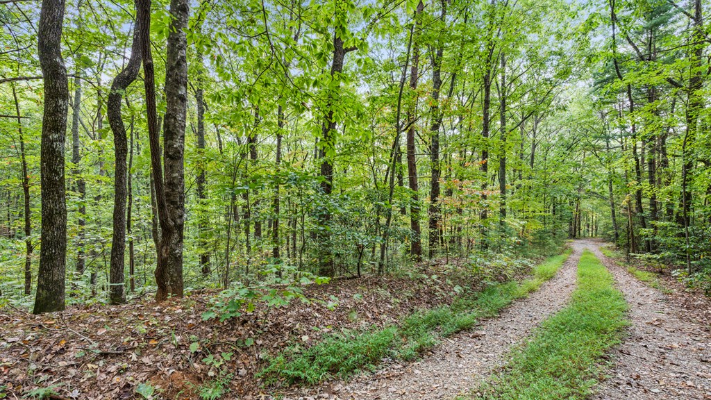 Gravel driveway winding through dense green woodland, with a grassy strip between the tracks.