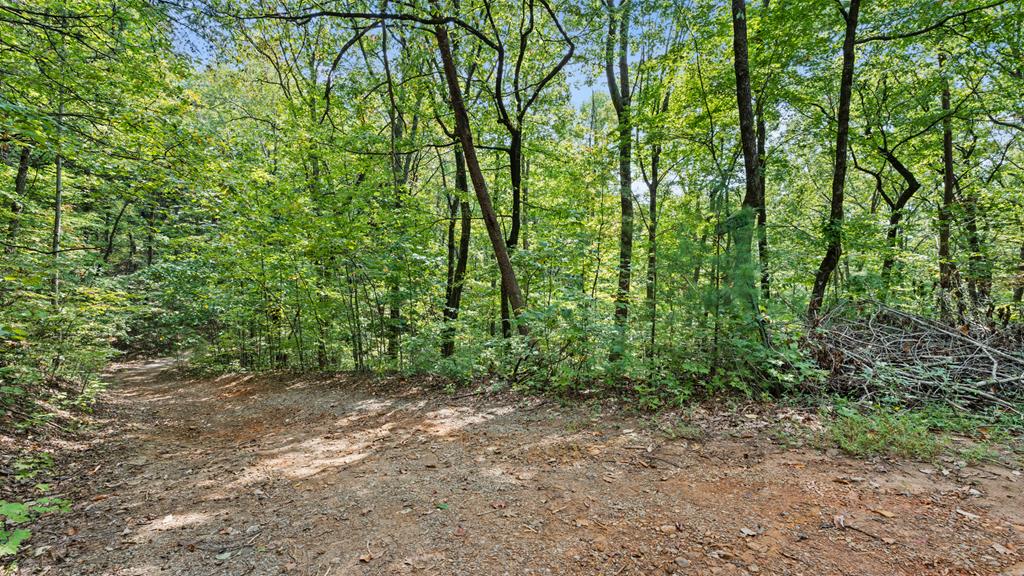 Wooded property with a broad dirt drive curving through dense green trees.