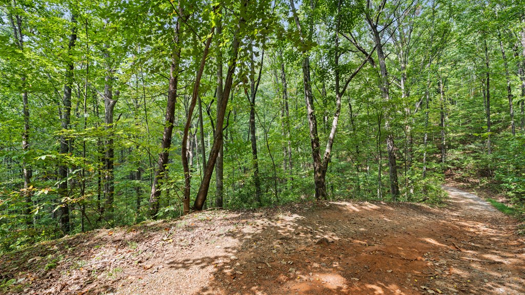 Wooded property with a dirt drive curving through dense green trees.