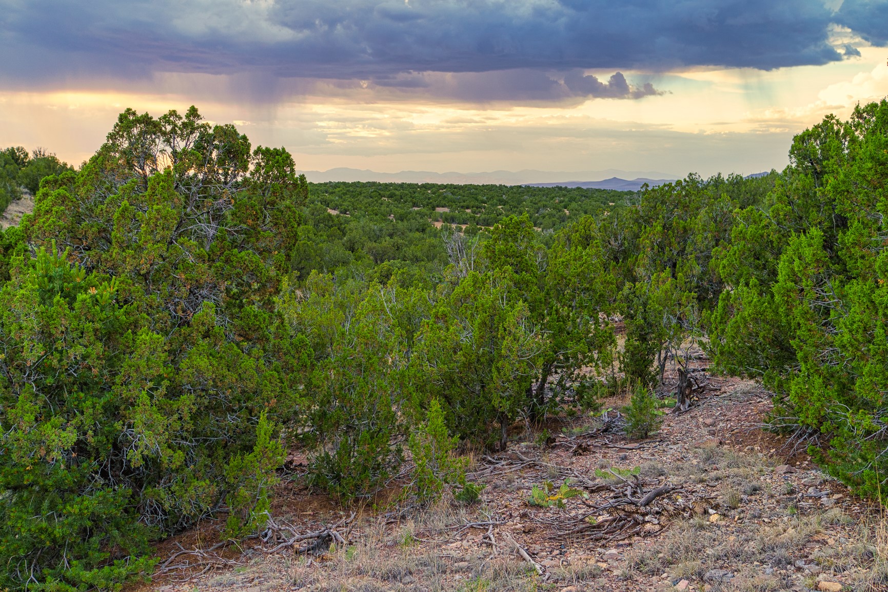 176 Wagon Trail