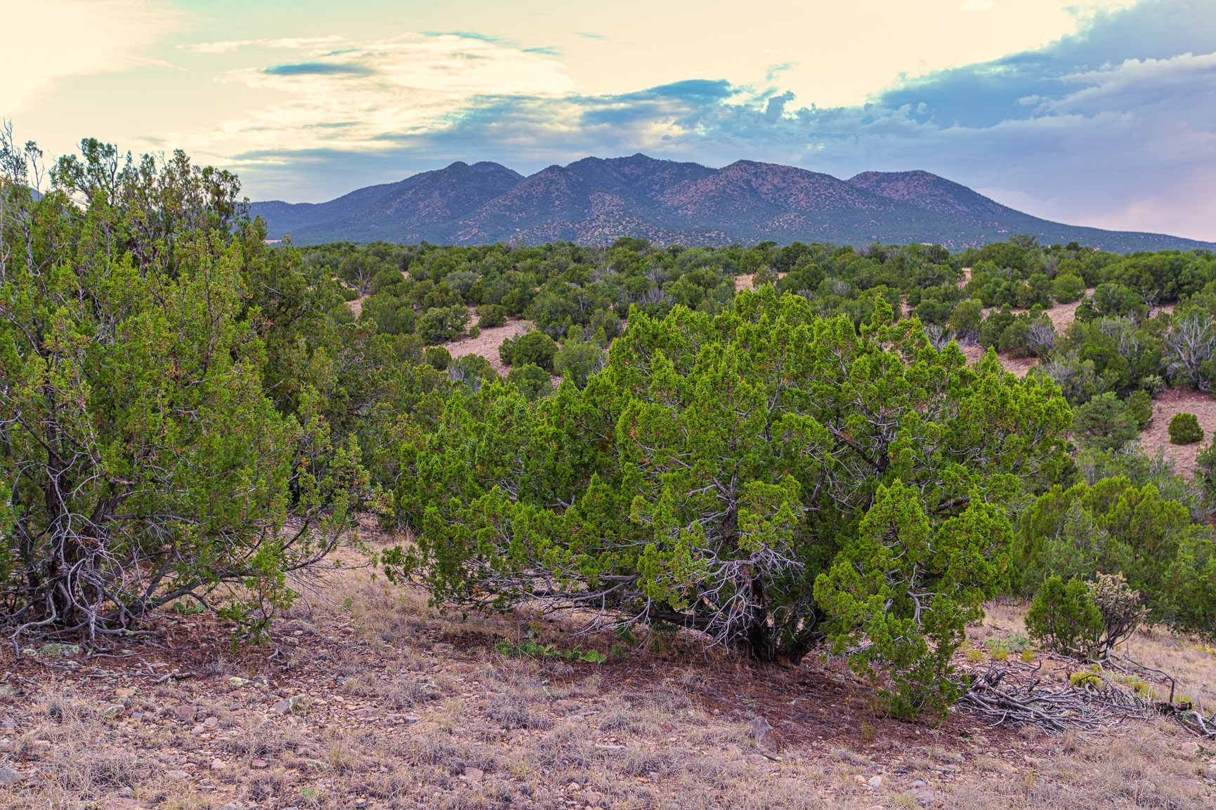 176 Wagon Trail