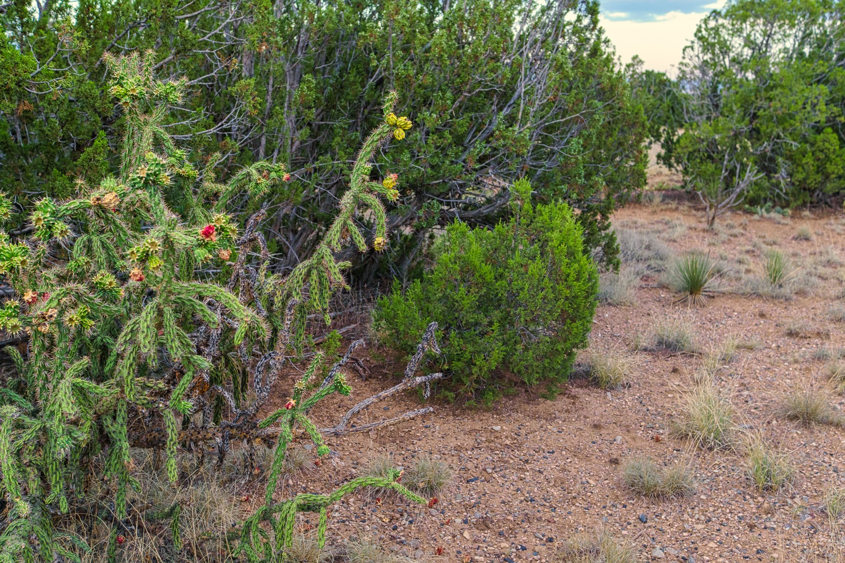 176 Wagon Trail