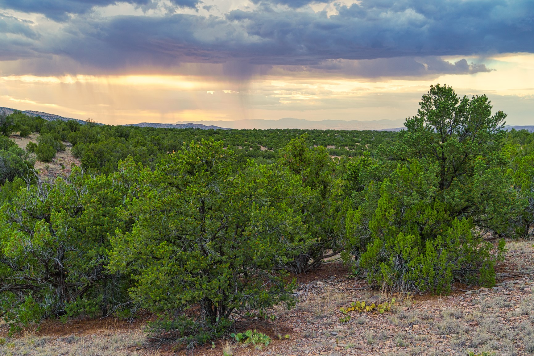 176 Wagon Trail