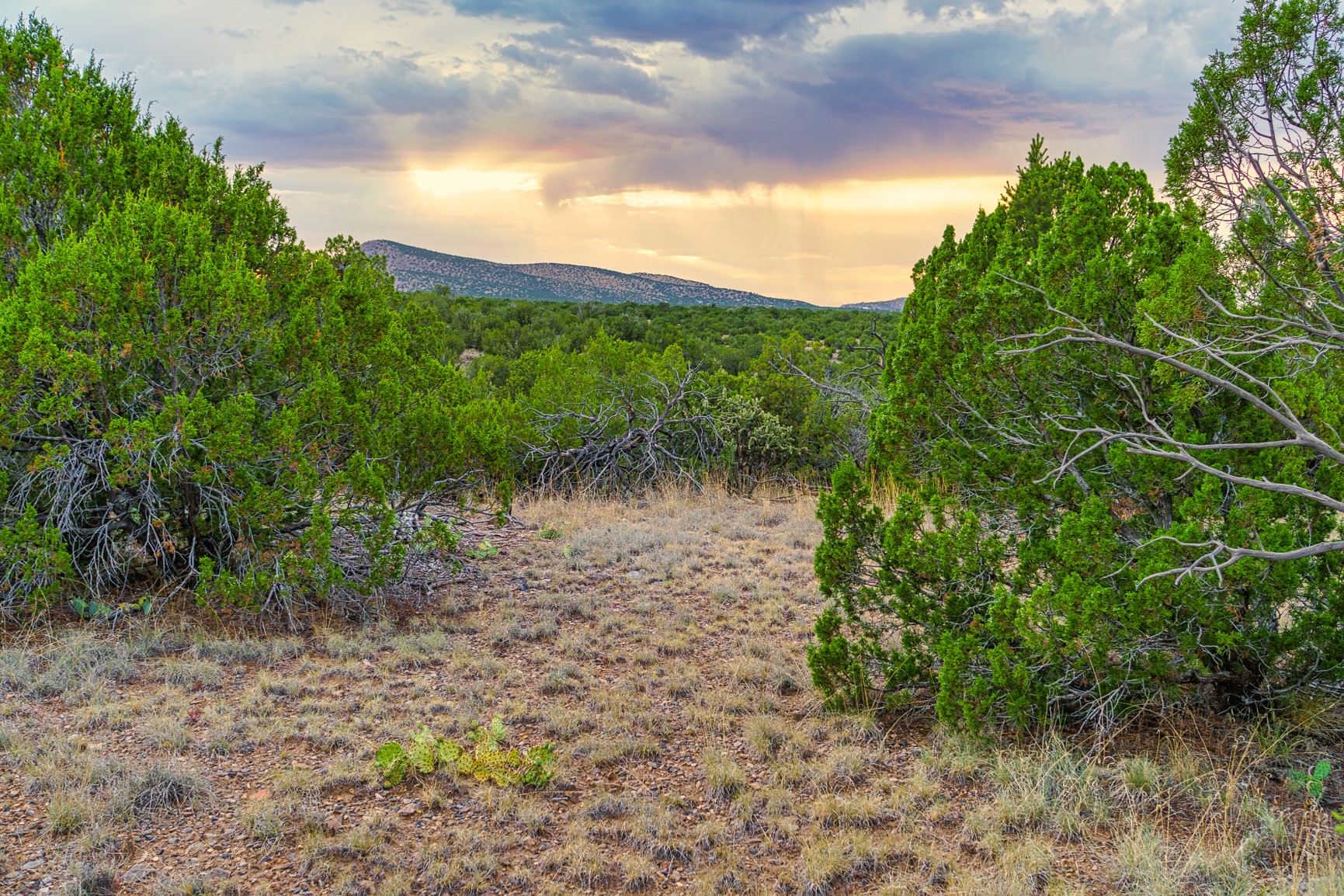 176 Wagon Trail