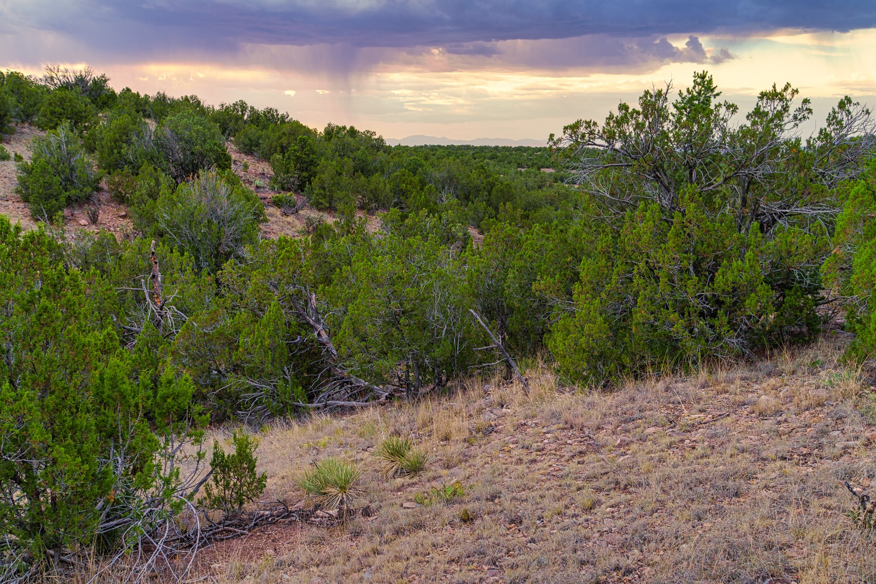 176 Wagon Trail