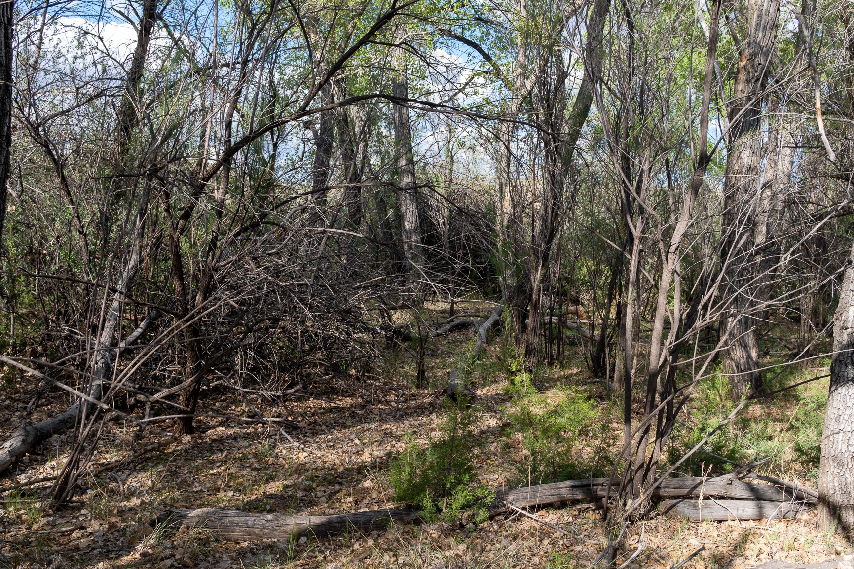 99 Acres Rogersville