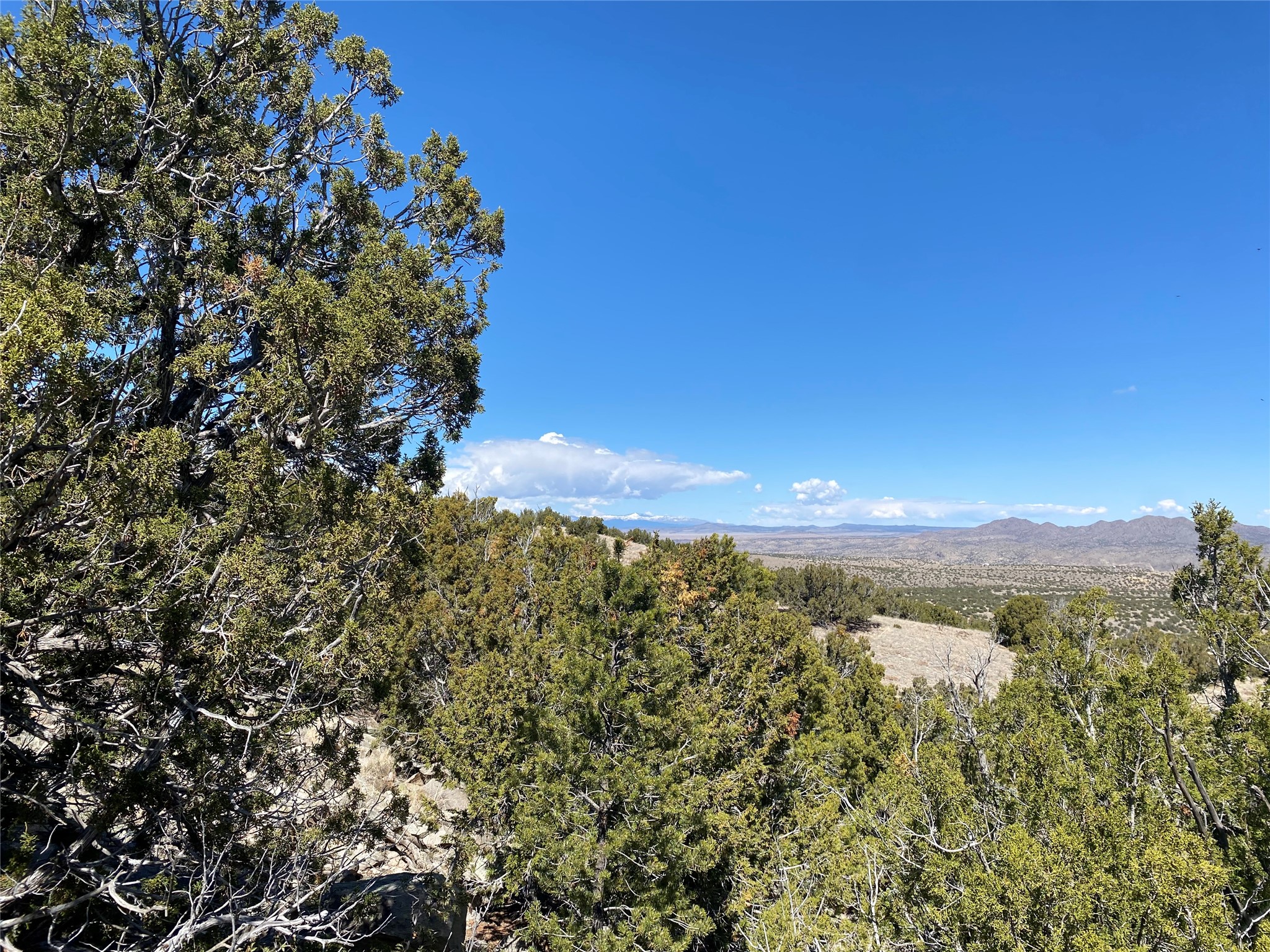 40 Wild Mountain