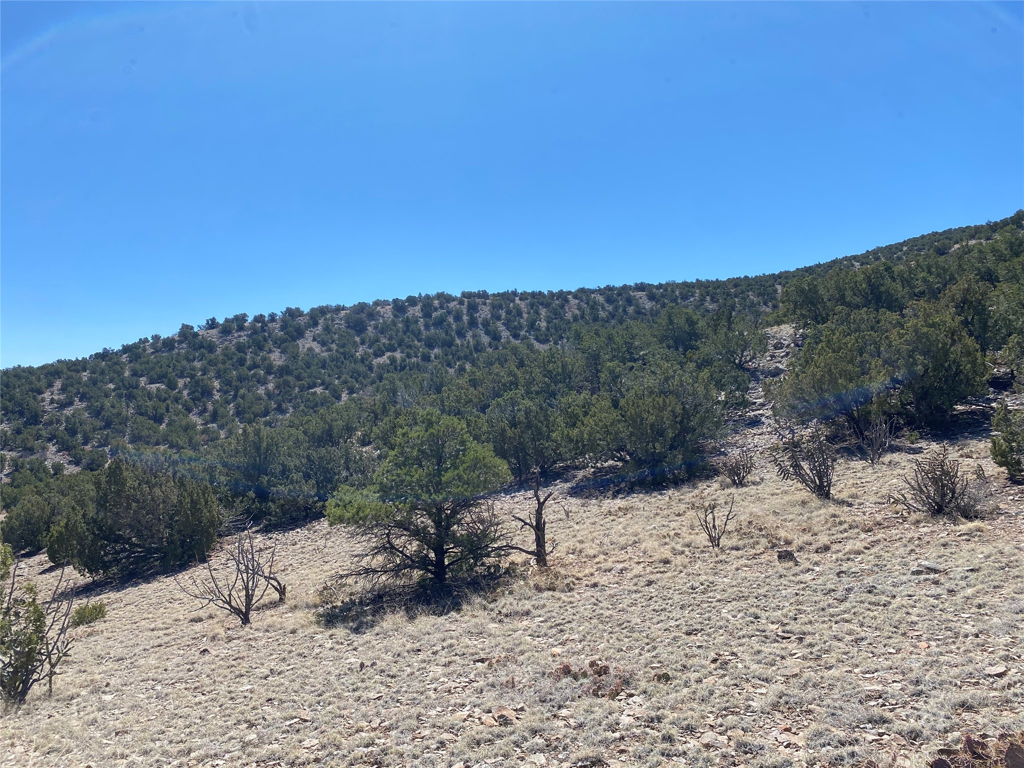 40 Wild Mountain